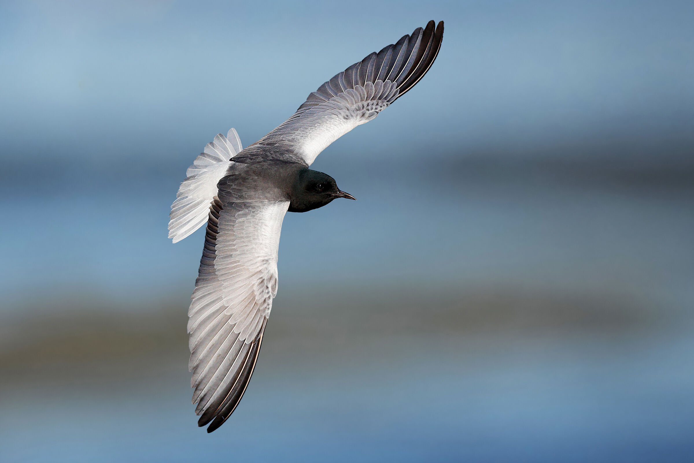 Eleganza naturale - Mignattino alibianche