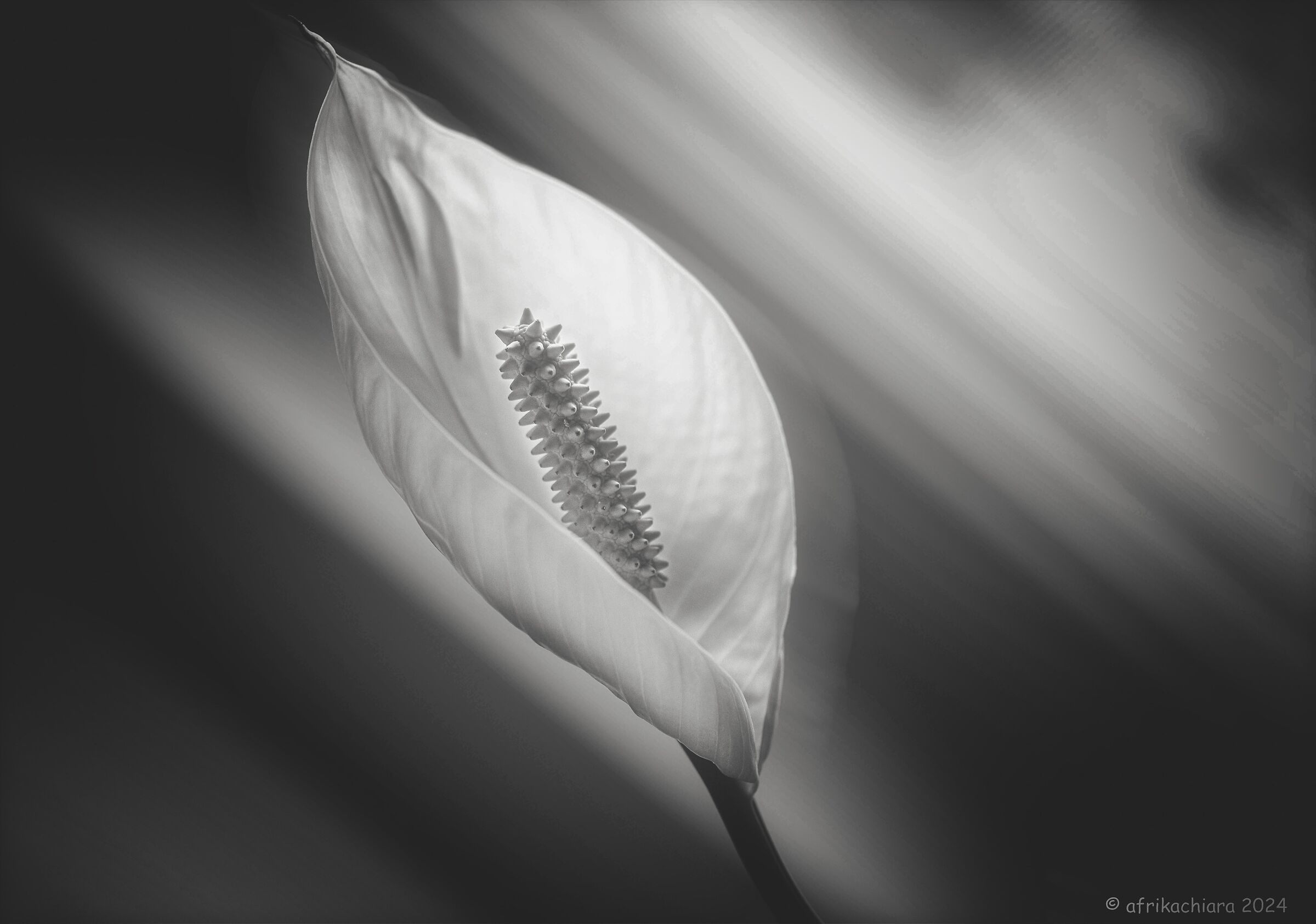 Purity...