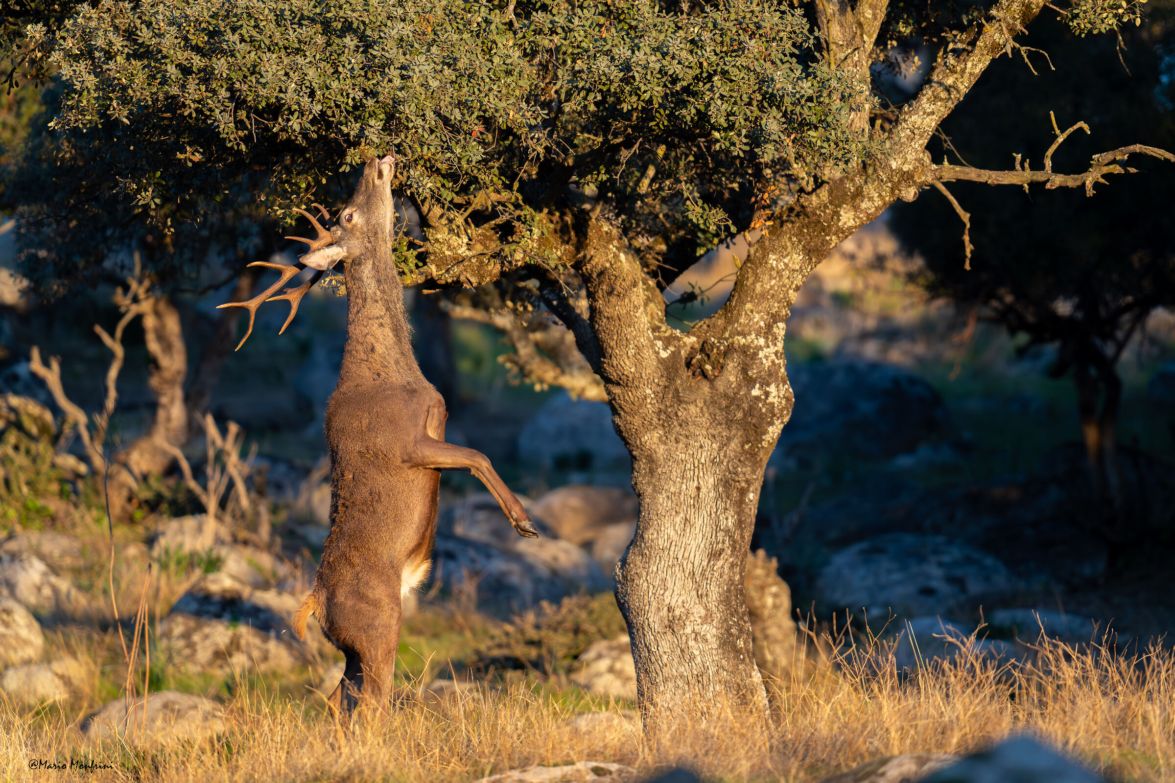Greedy deer