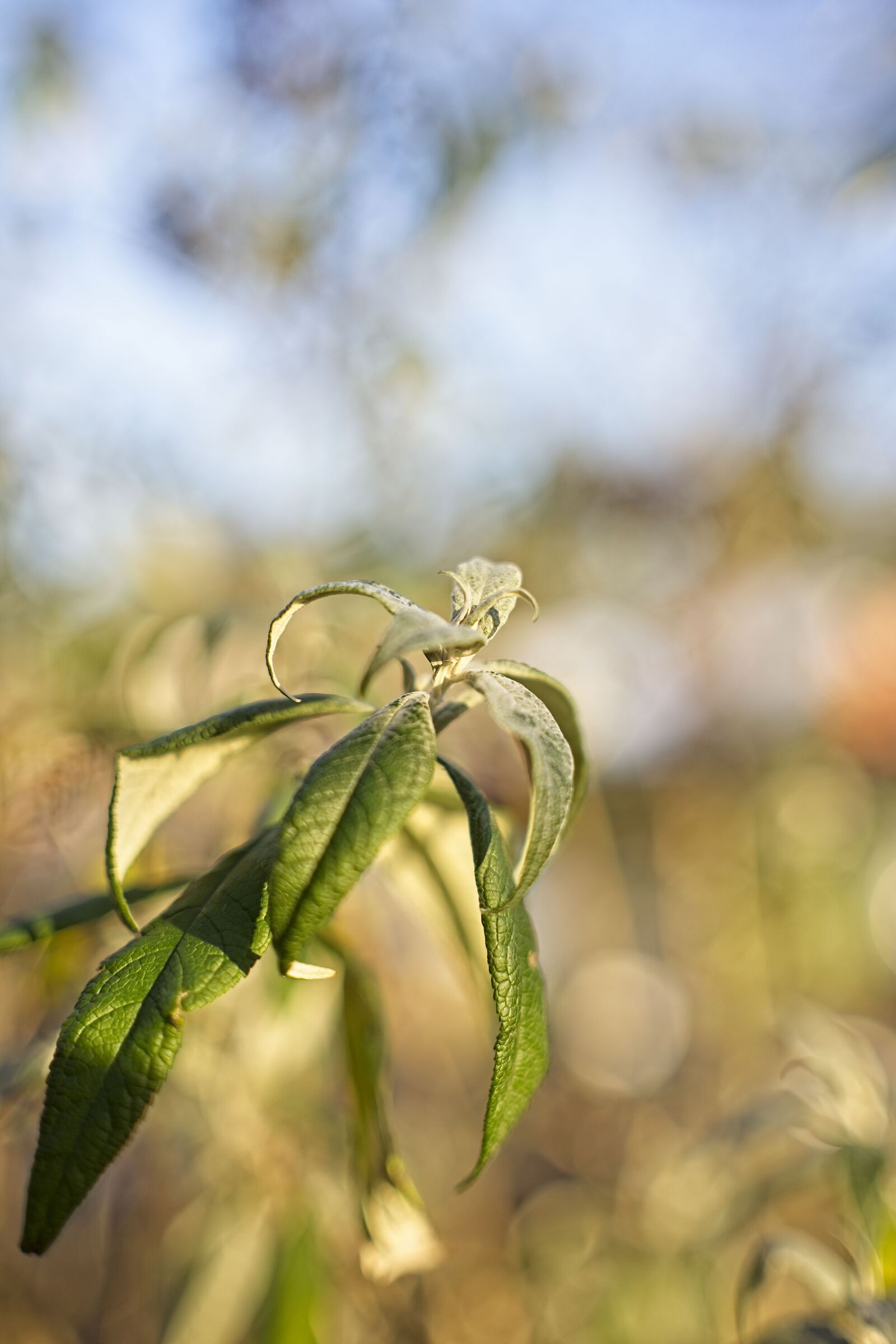 Budleja in winter light