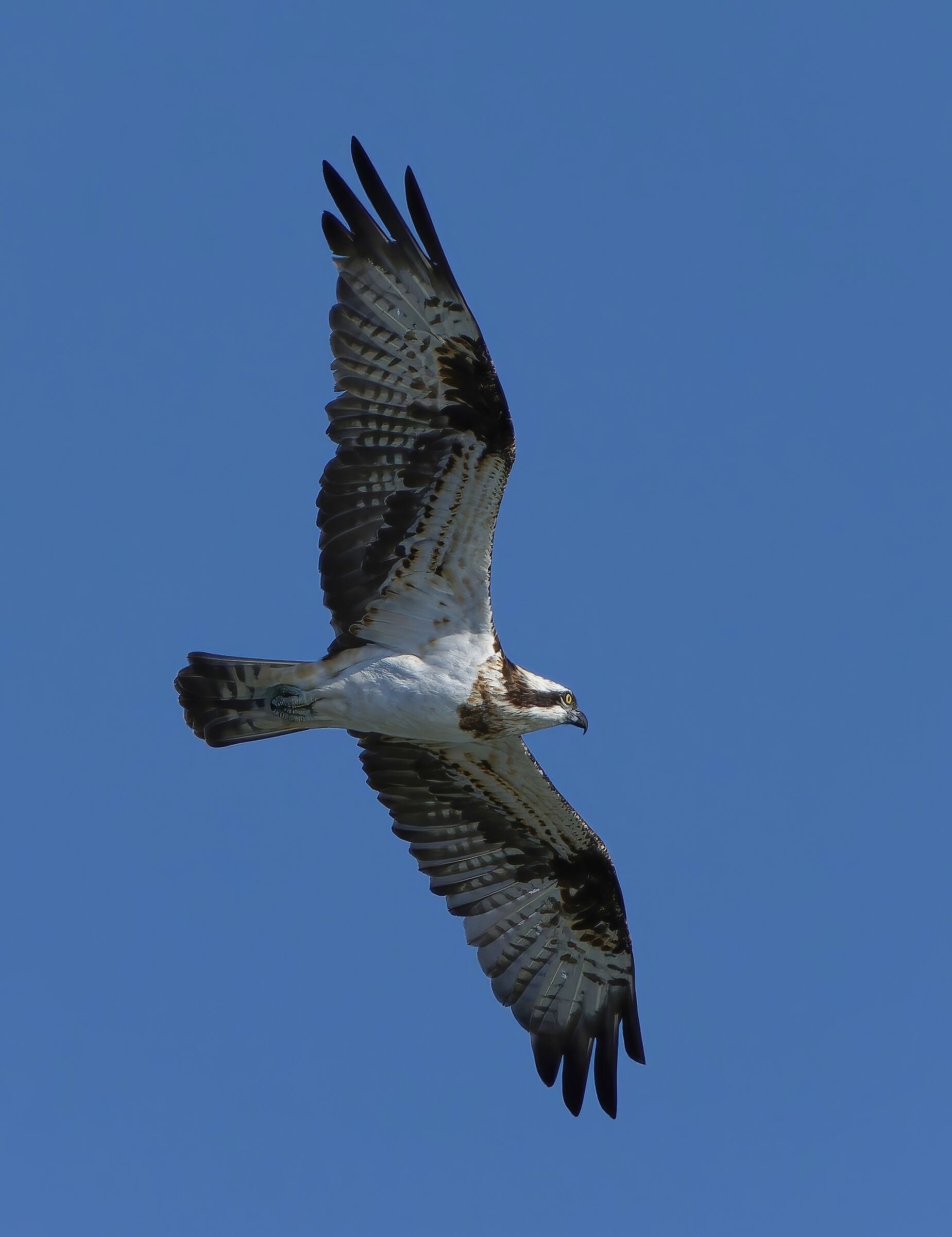 Osprey