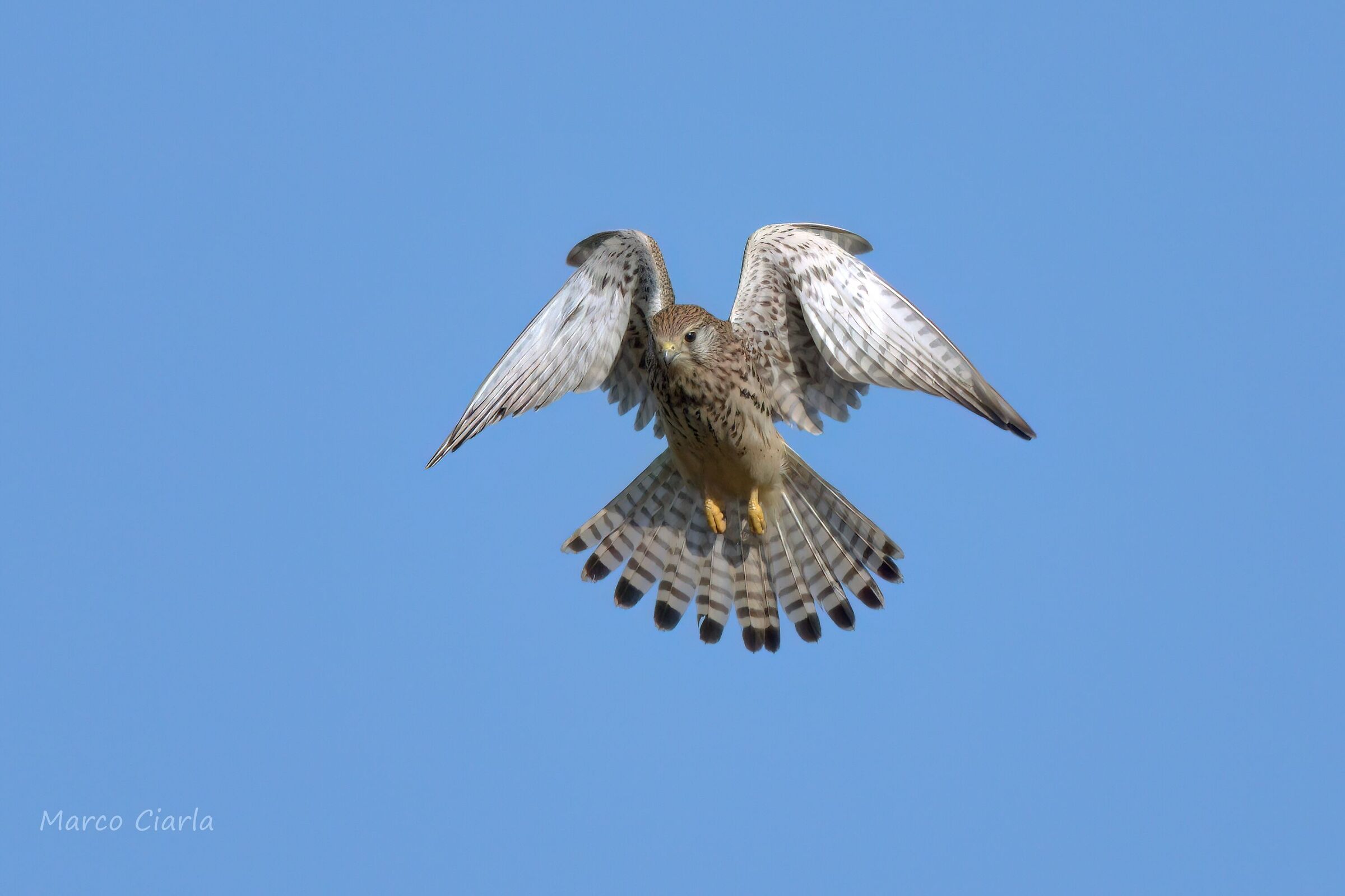 Kestrel (Falco tinnunculus)