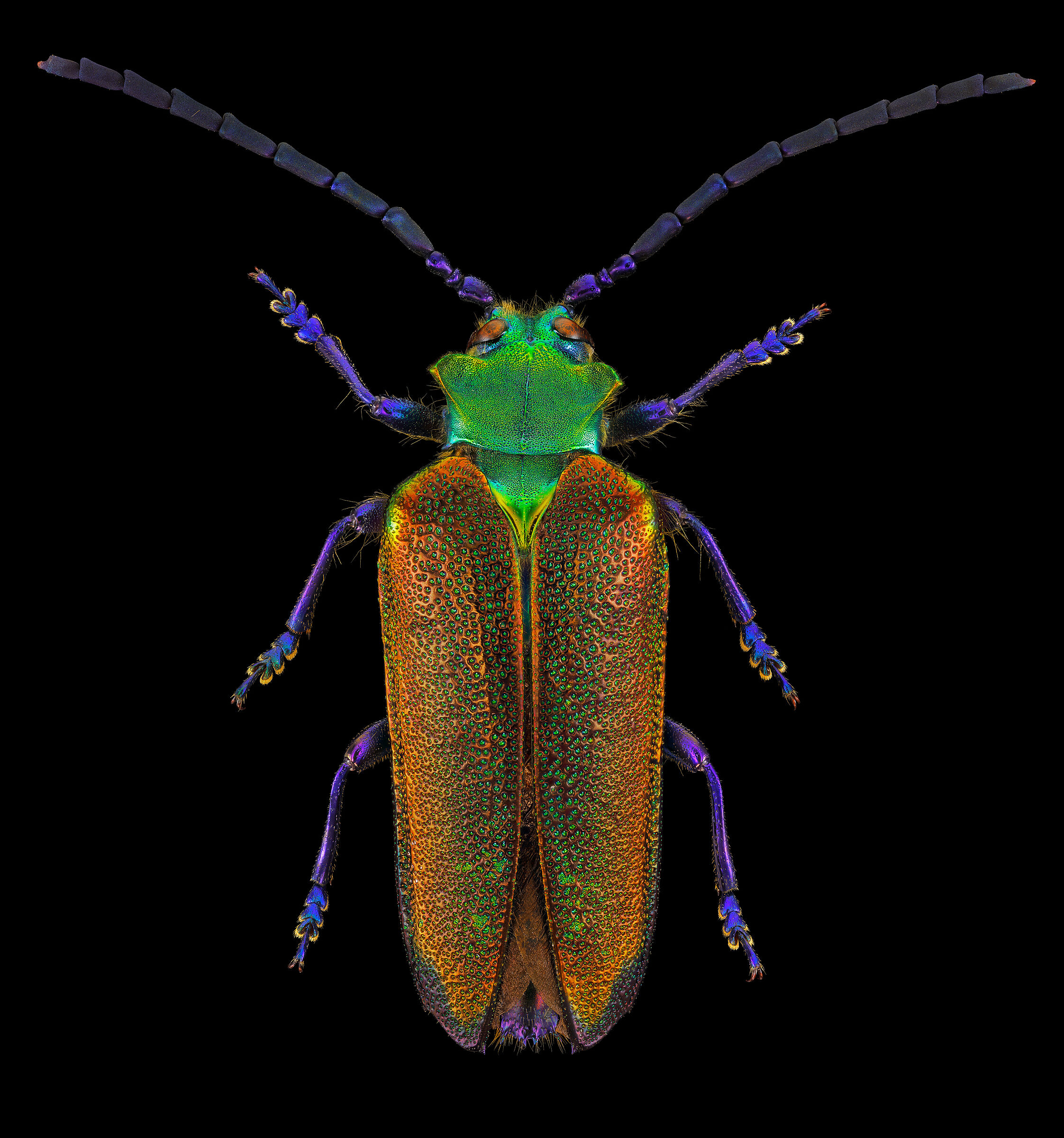 Cheloderus childreni