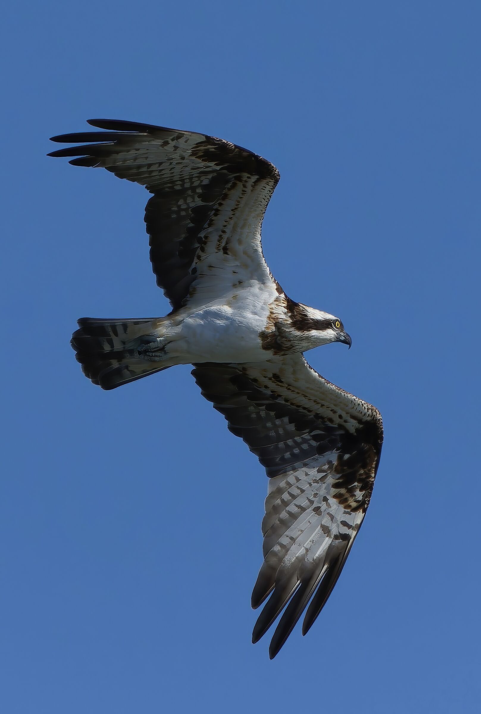 Osprey