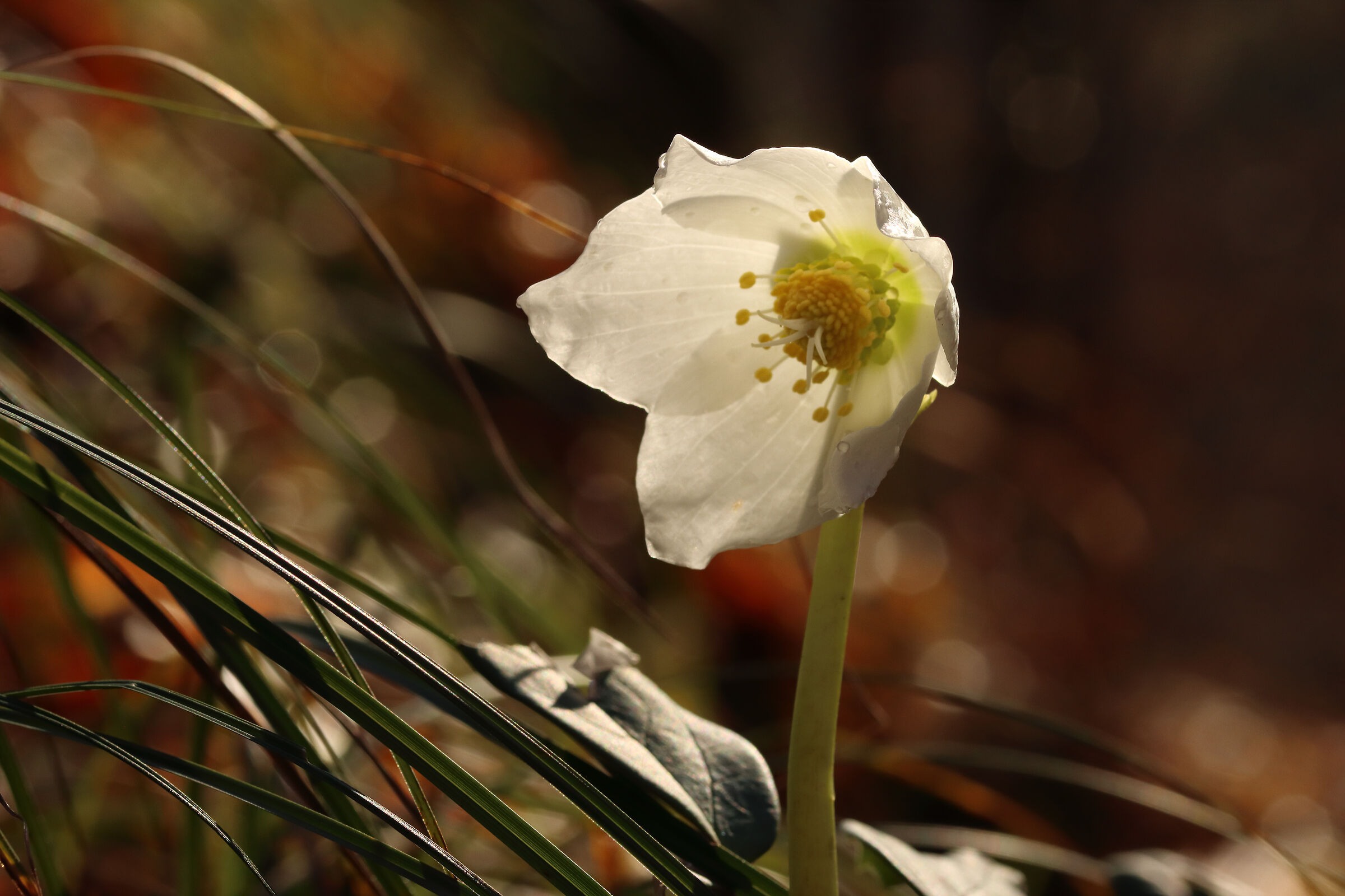 Hellebore in the woods