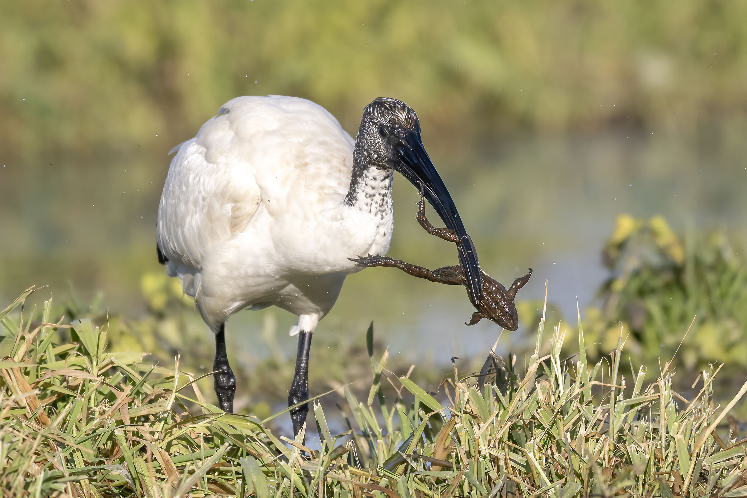 ibis