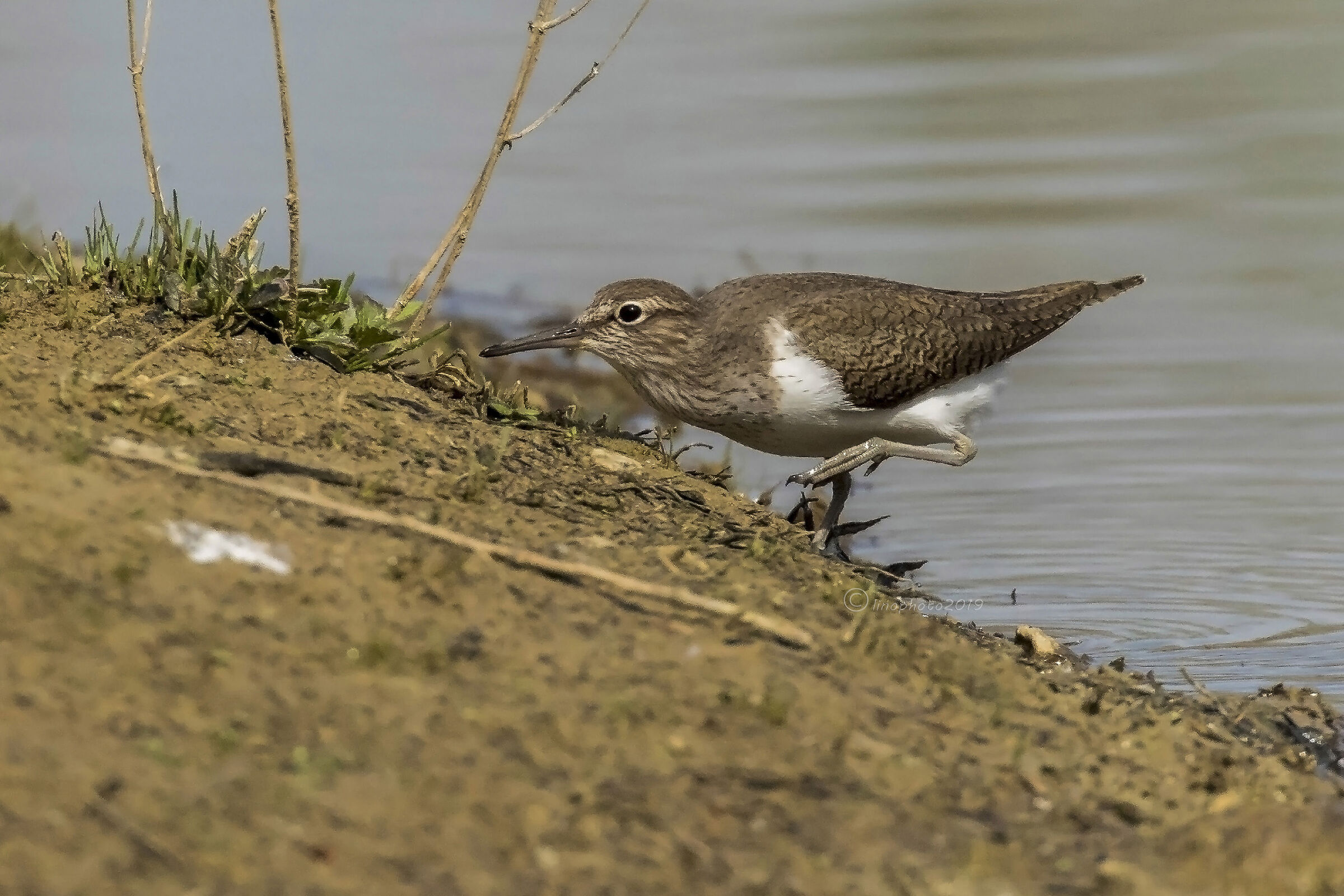 Small Sandpiper