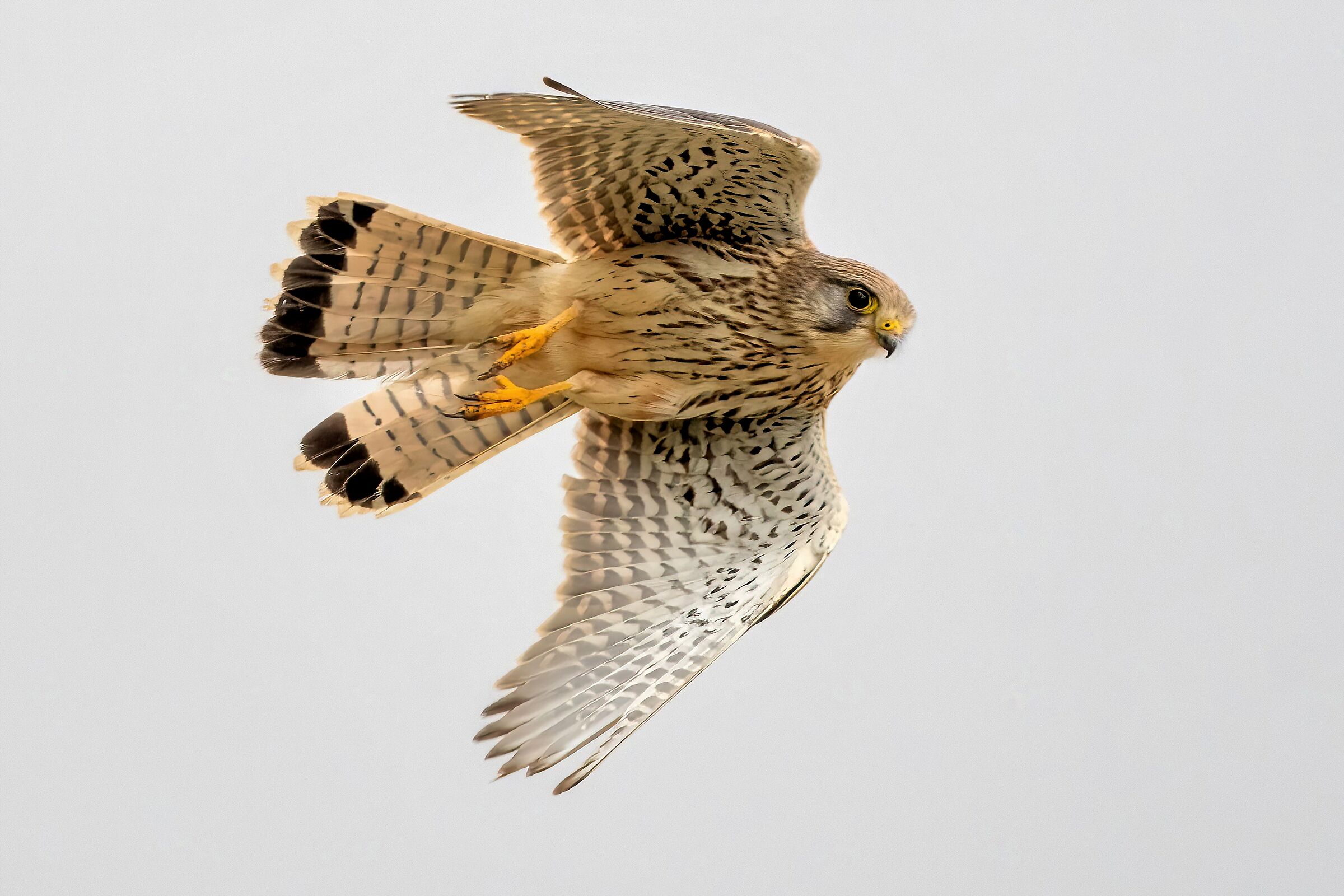 Gheppio (Falco tinnunculus)