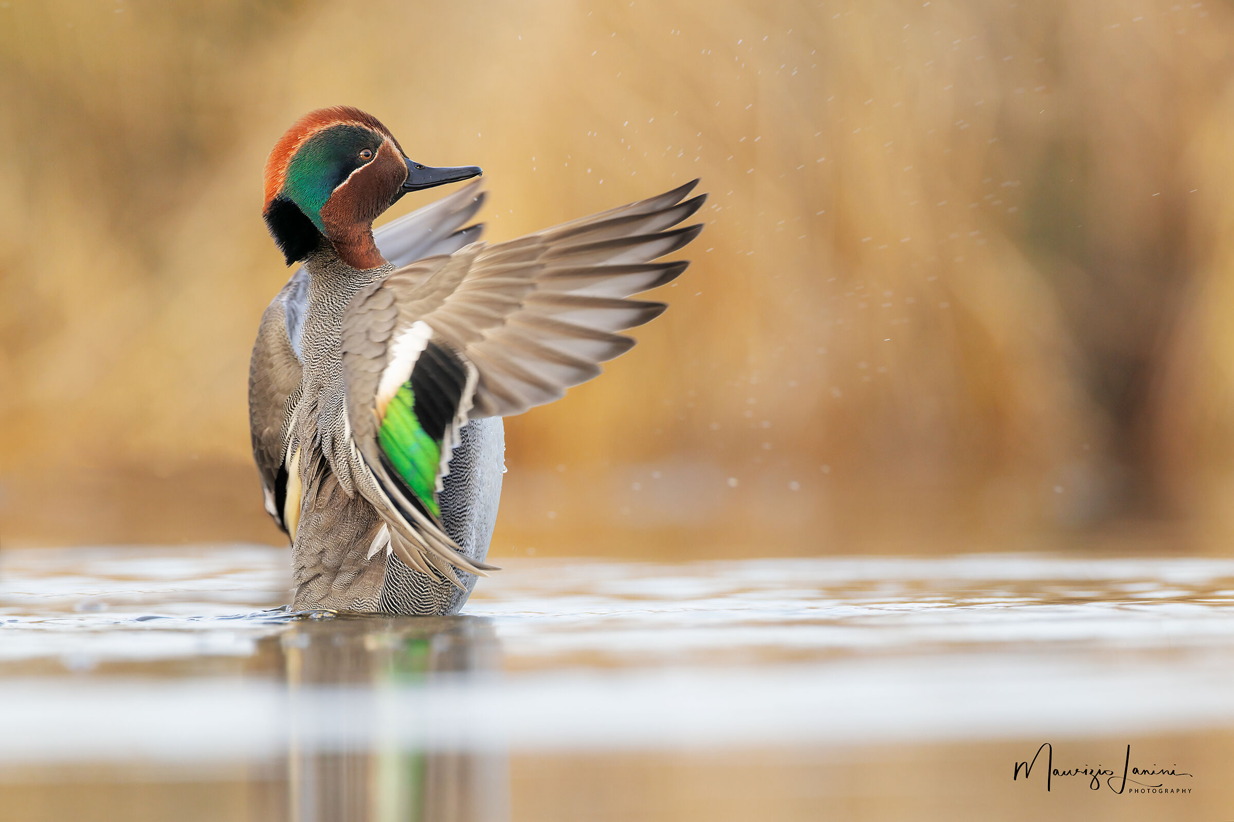 Flaps of wings