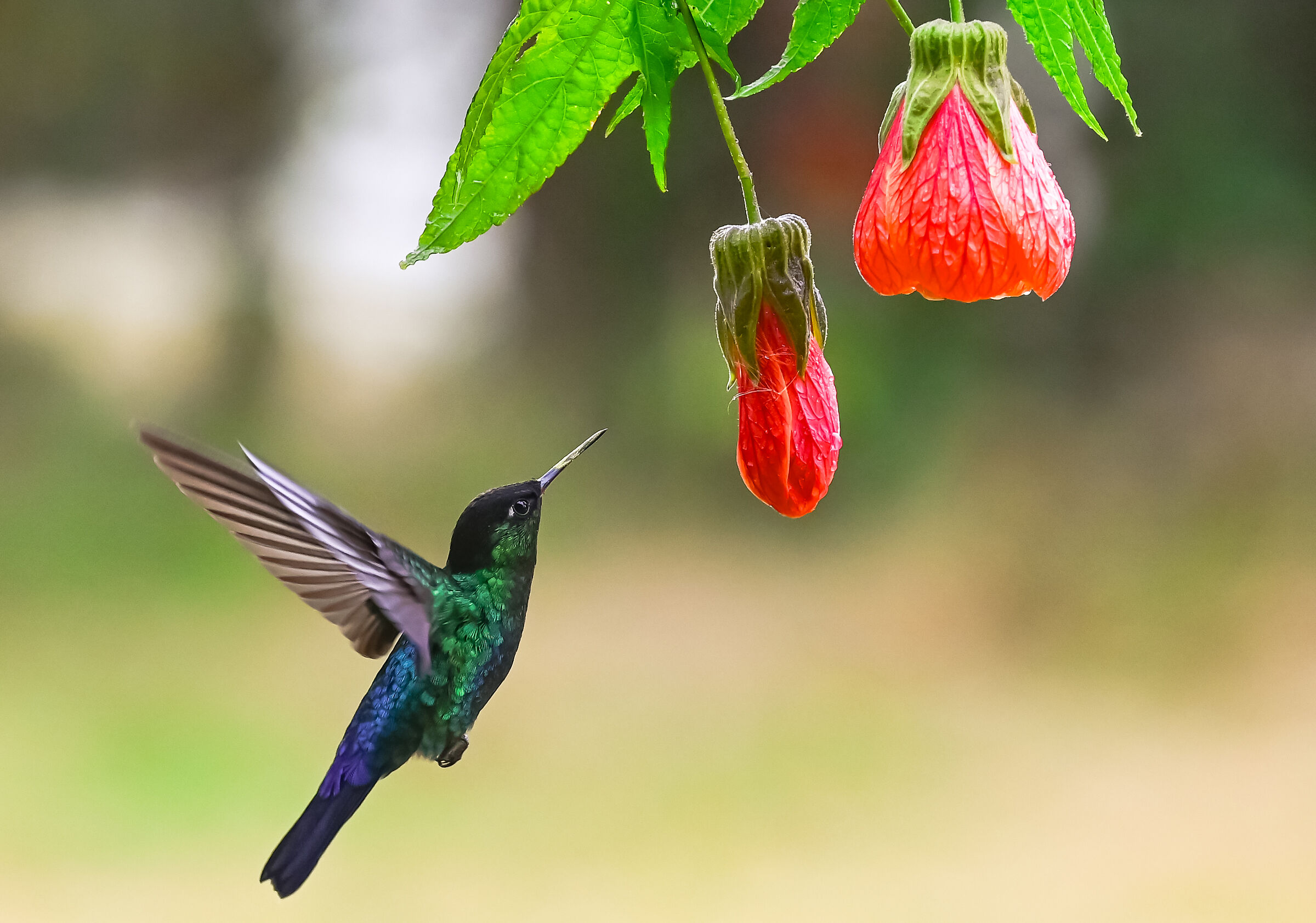 In volo