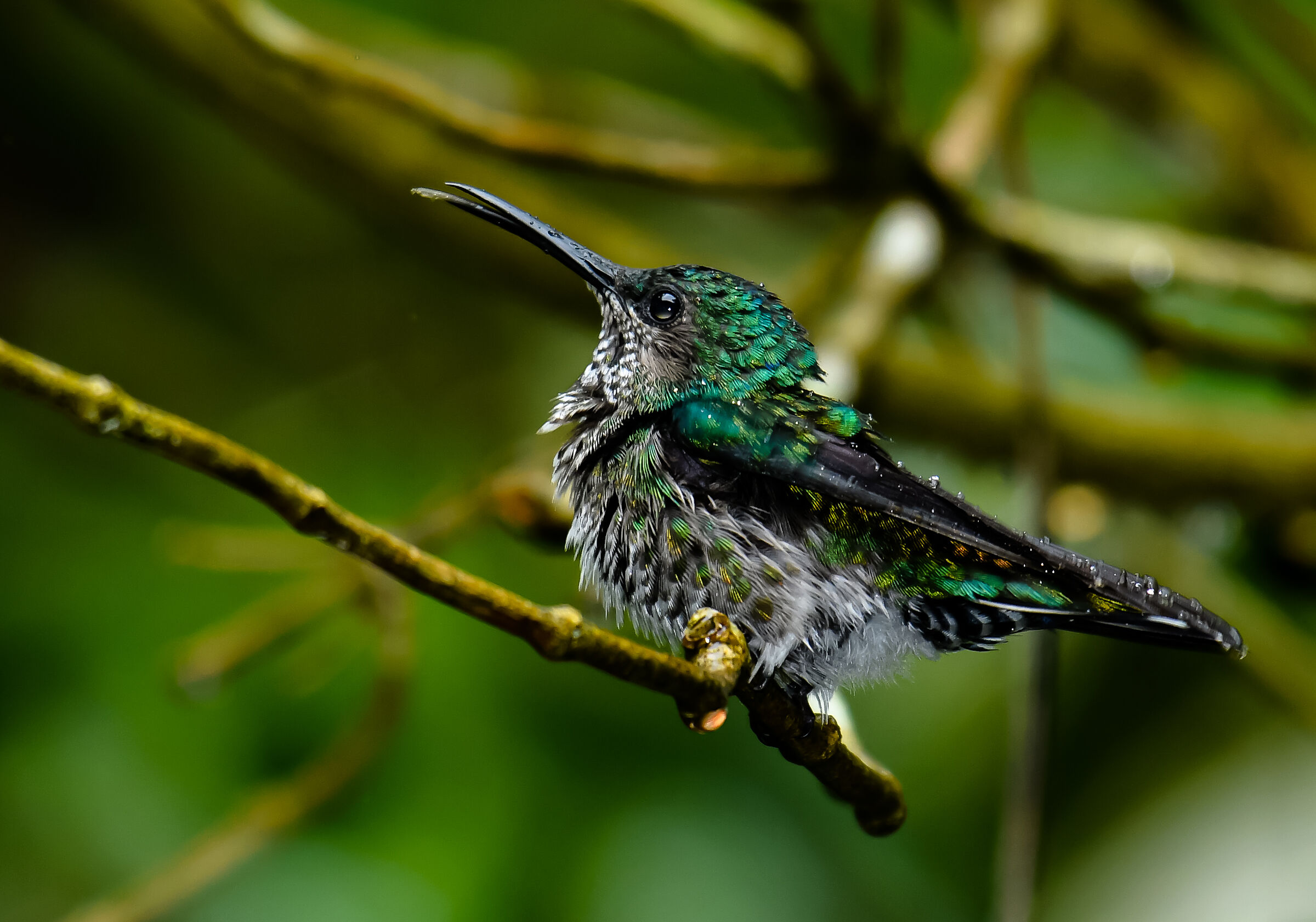 Colibrì bagnato ....