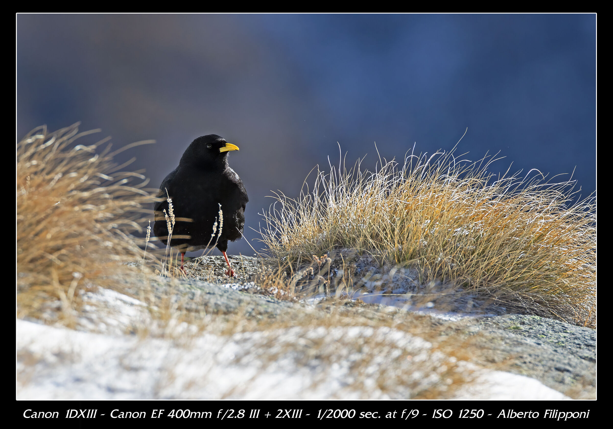 Chough