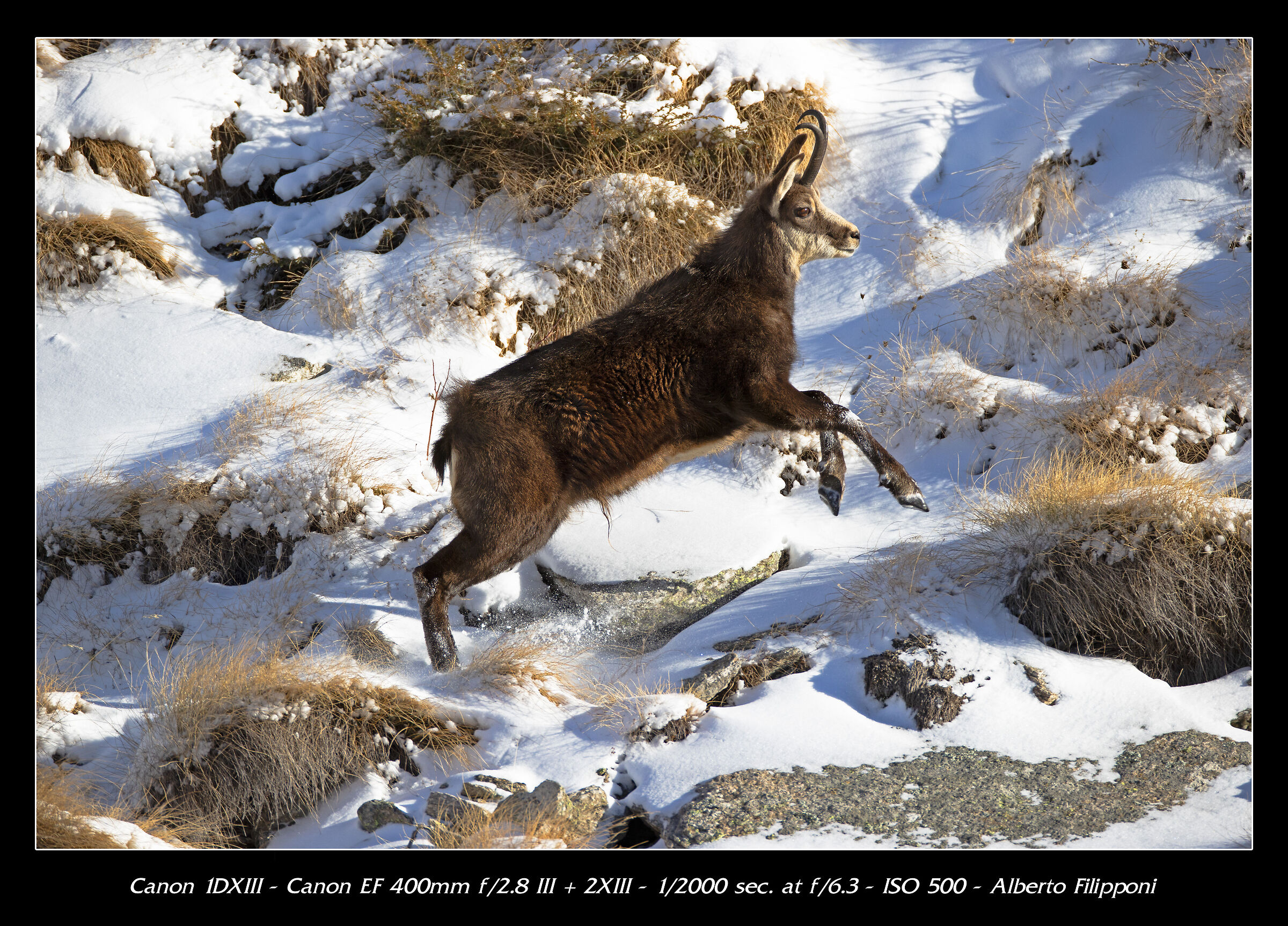 Chamois