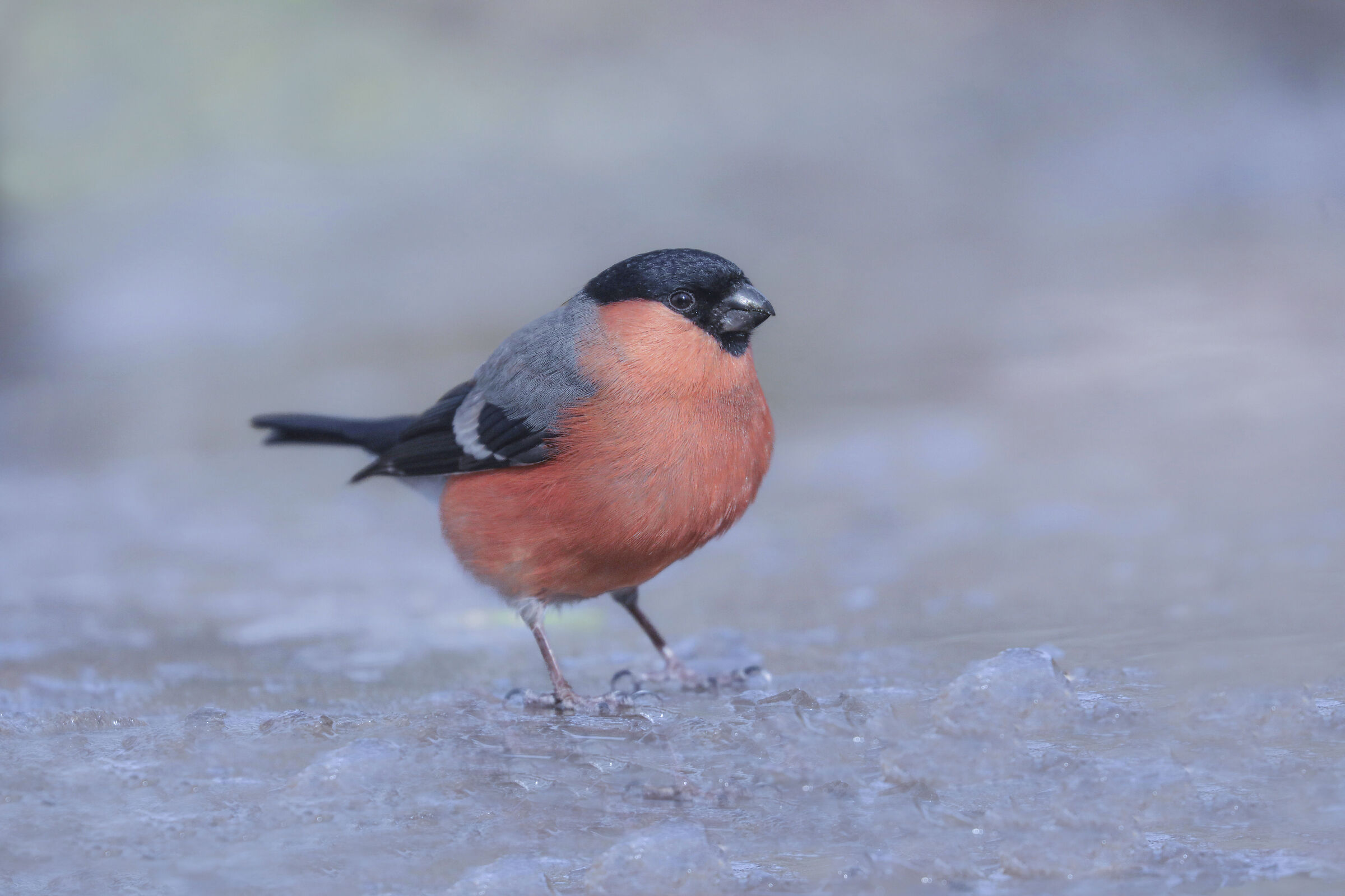 ciuffolotto maschio sul ghiaccio