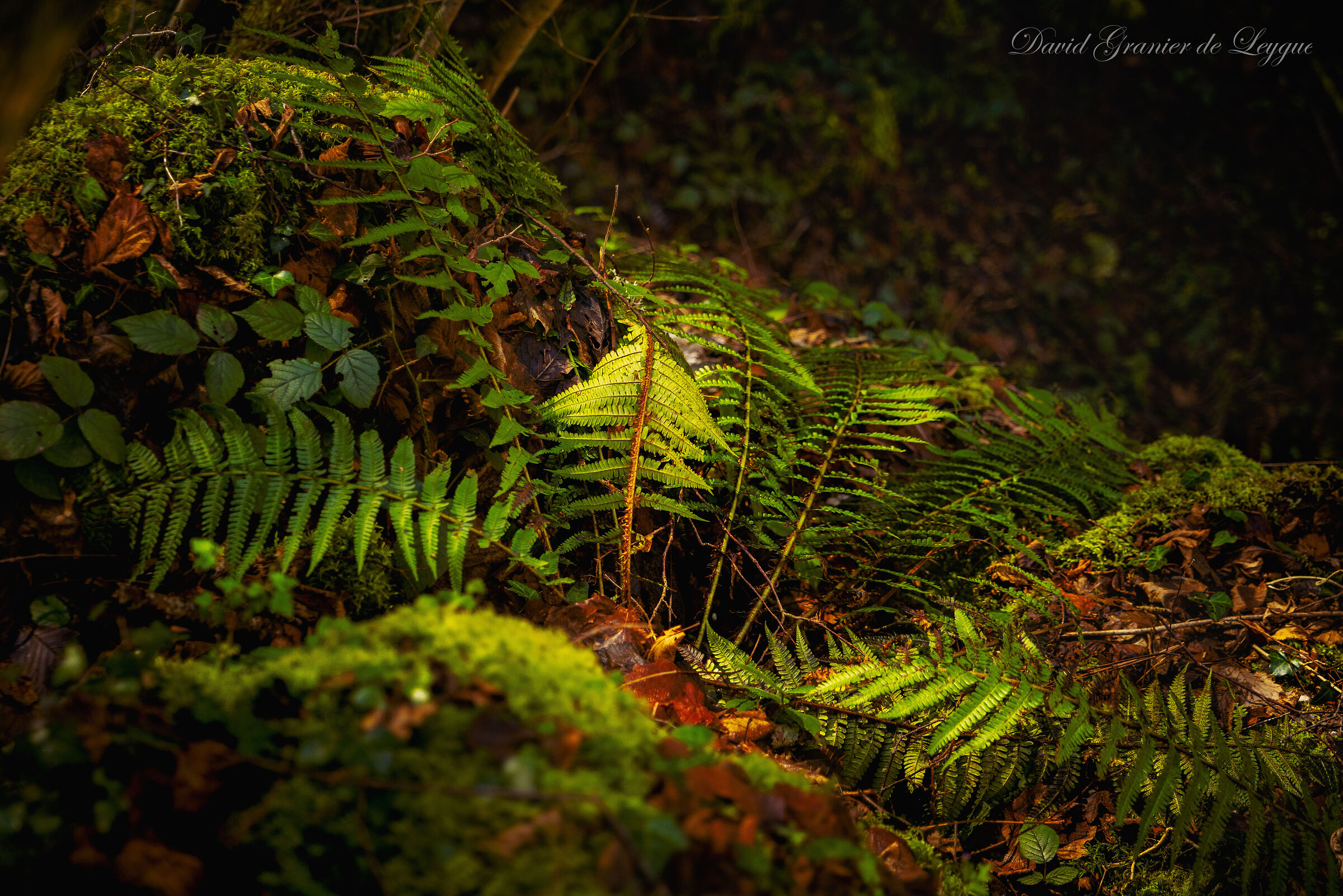 Untitled Photo