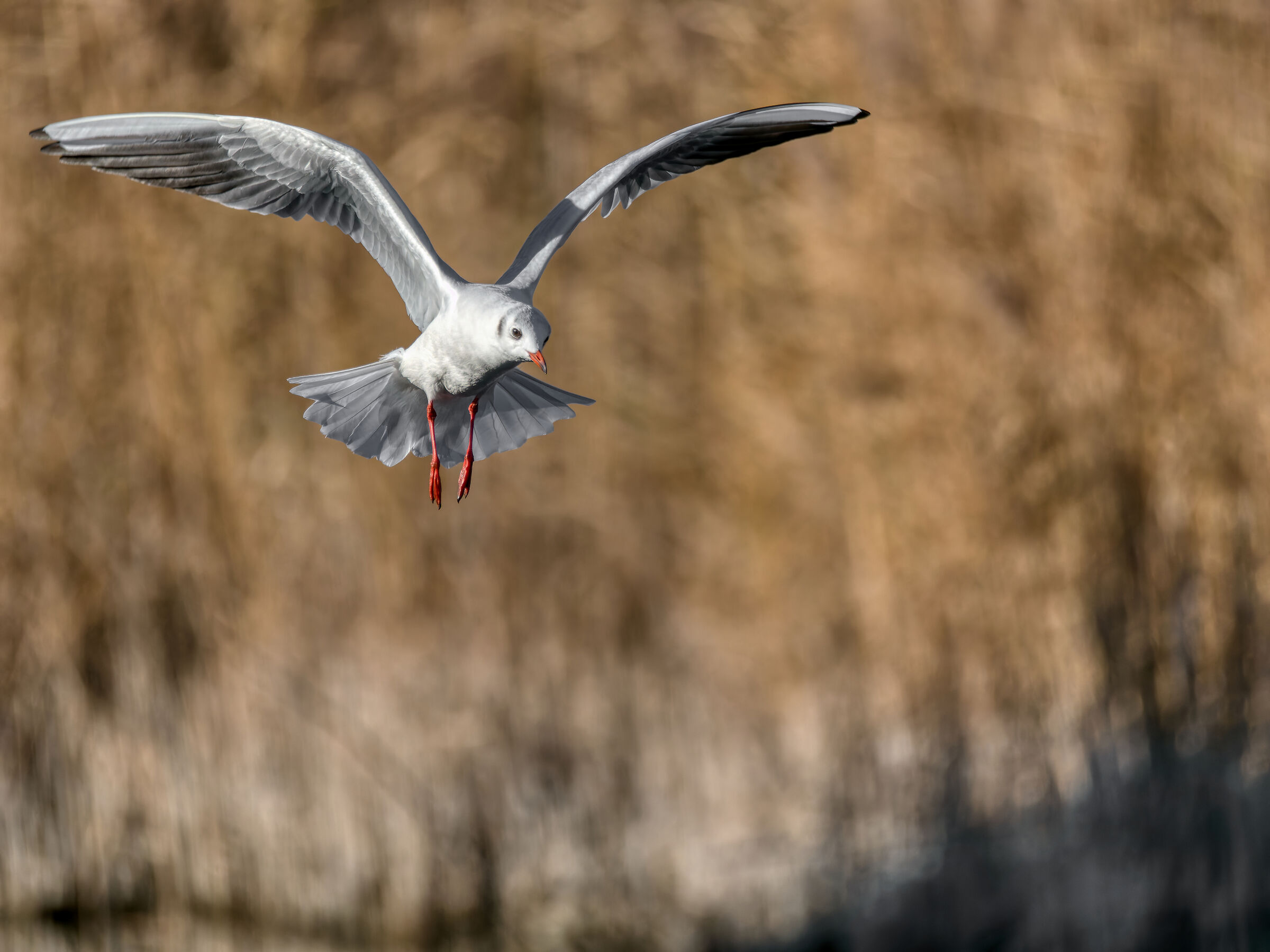 Black-headed gull