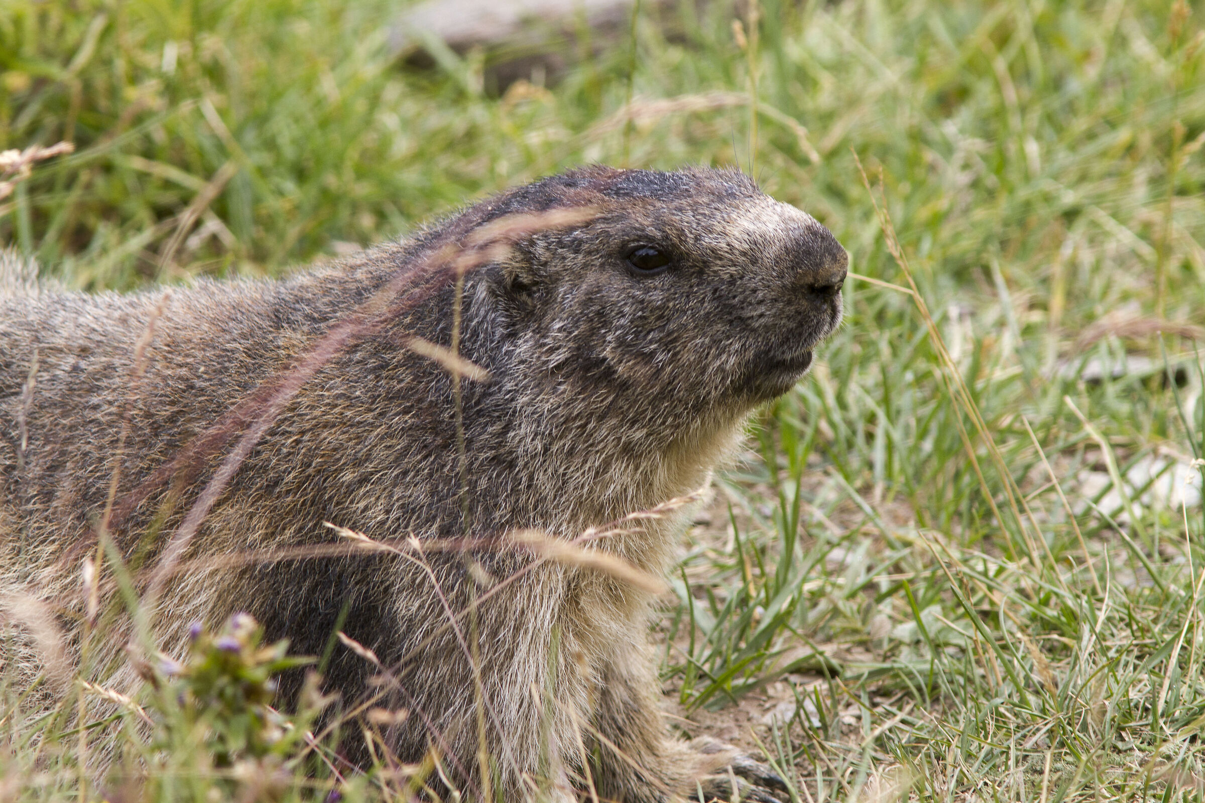Marmot (Gran Paradiso National Park)