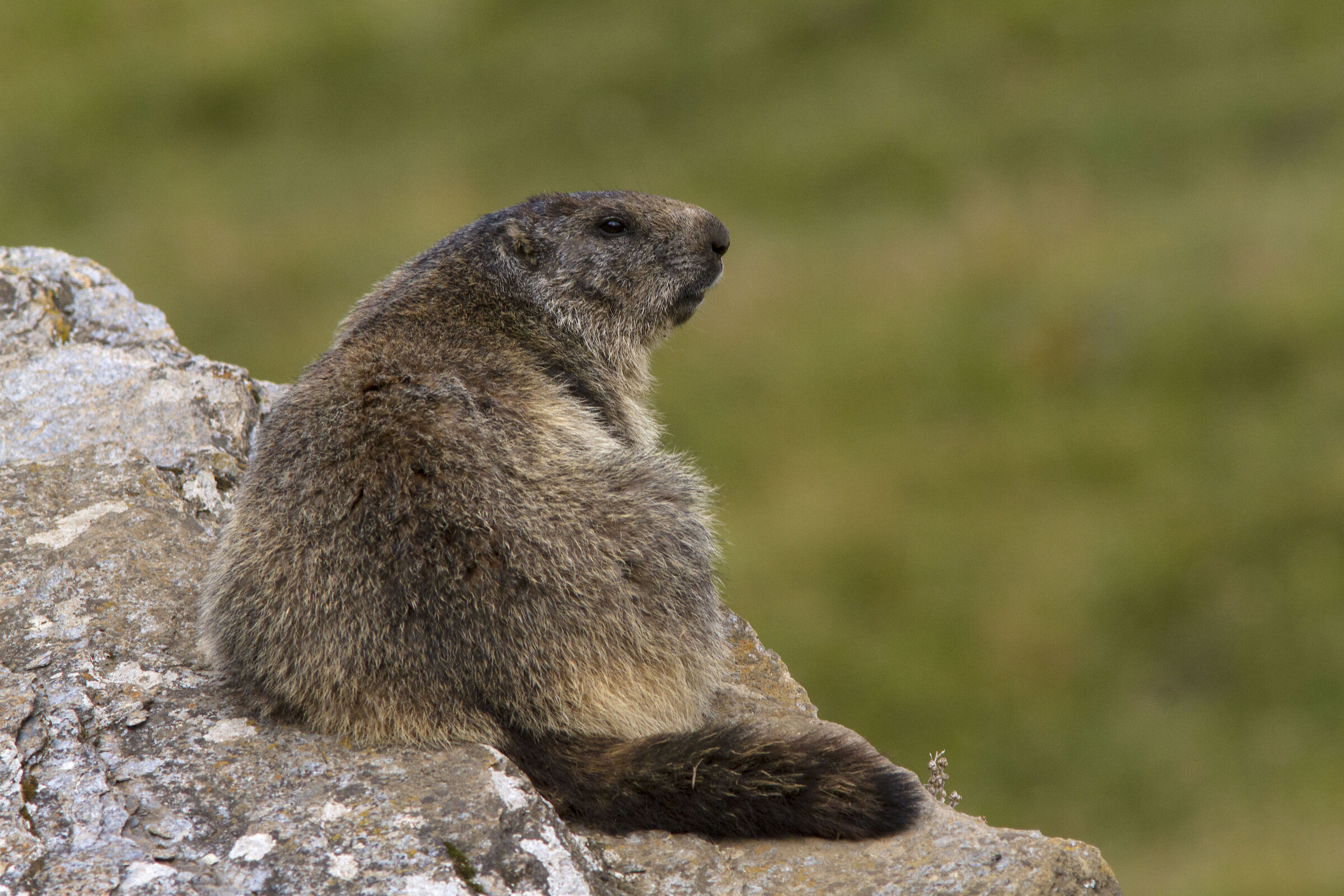 Marmot (Gran Paradiso National Park)