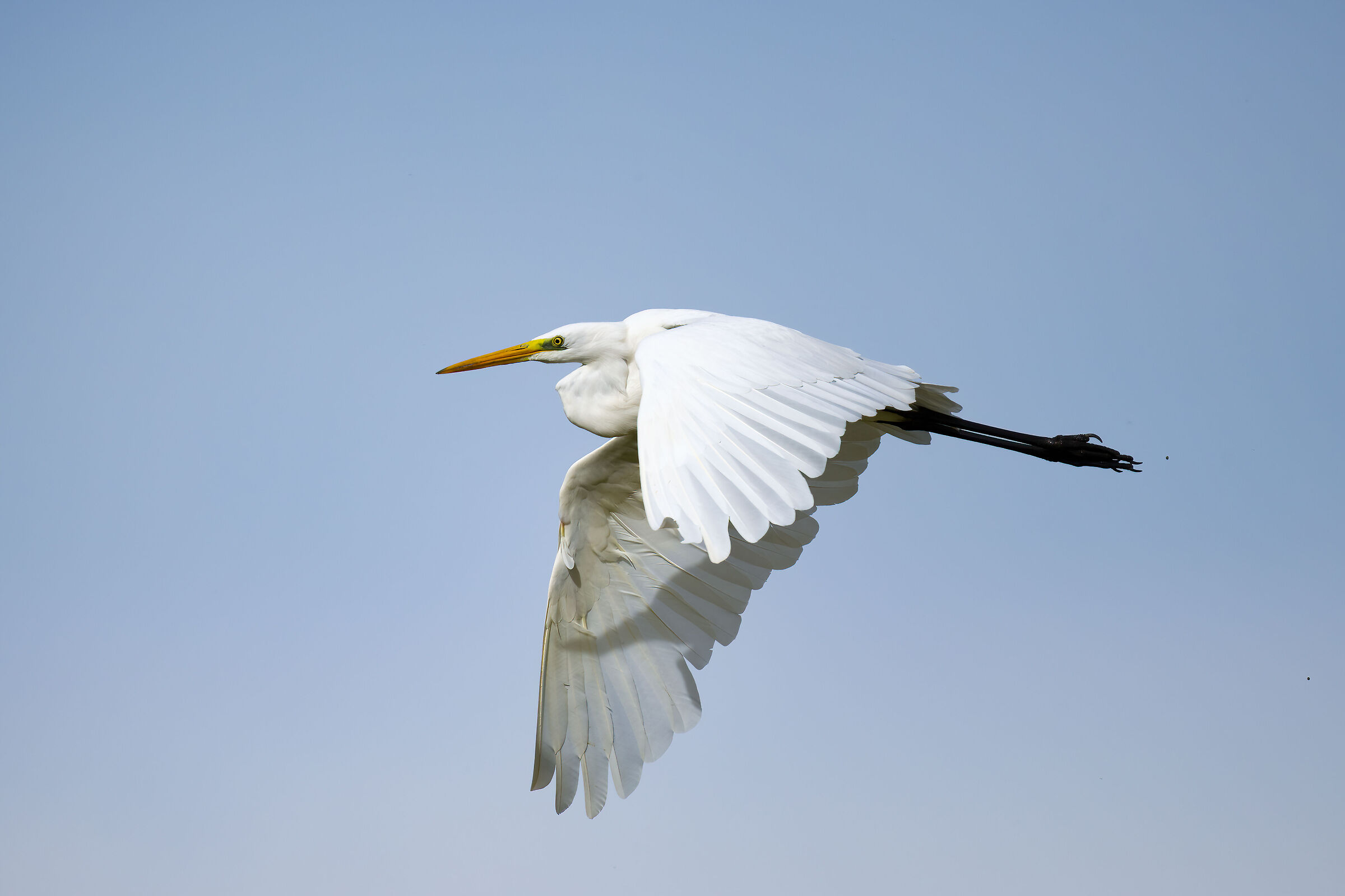 Great White Heron - Vercelli rice fields