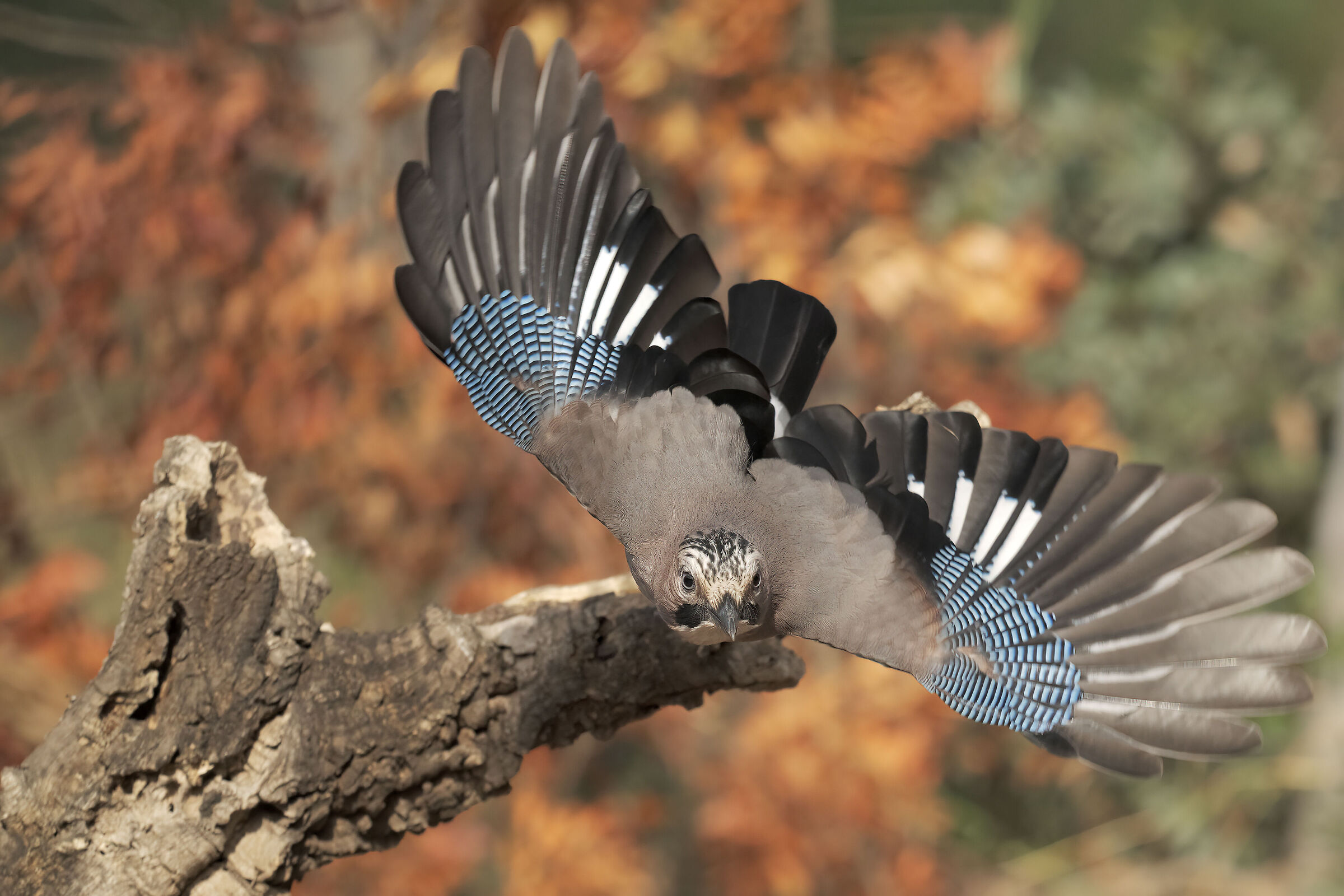 i colori della ghiandaia