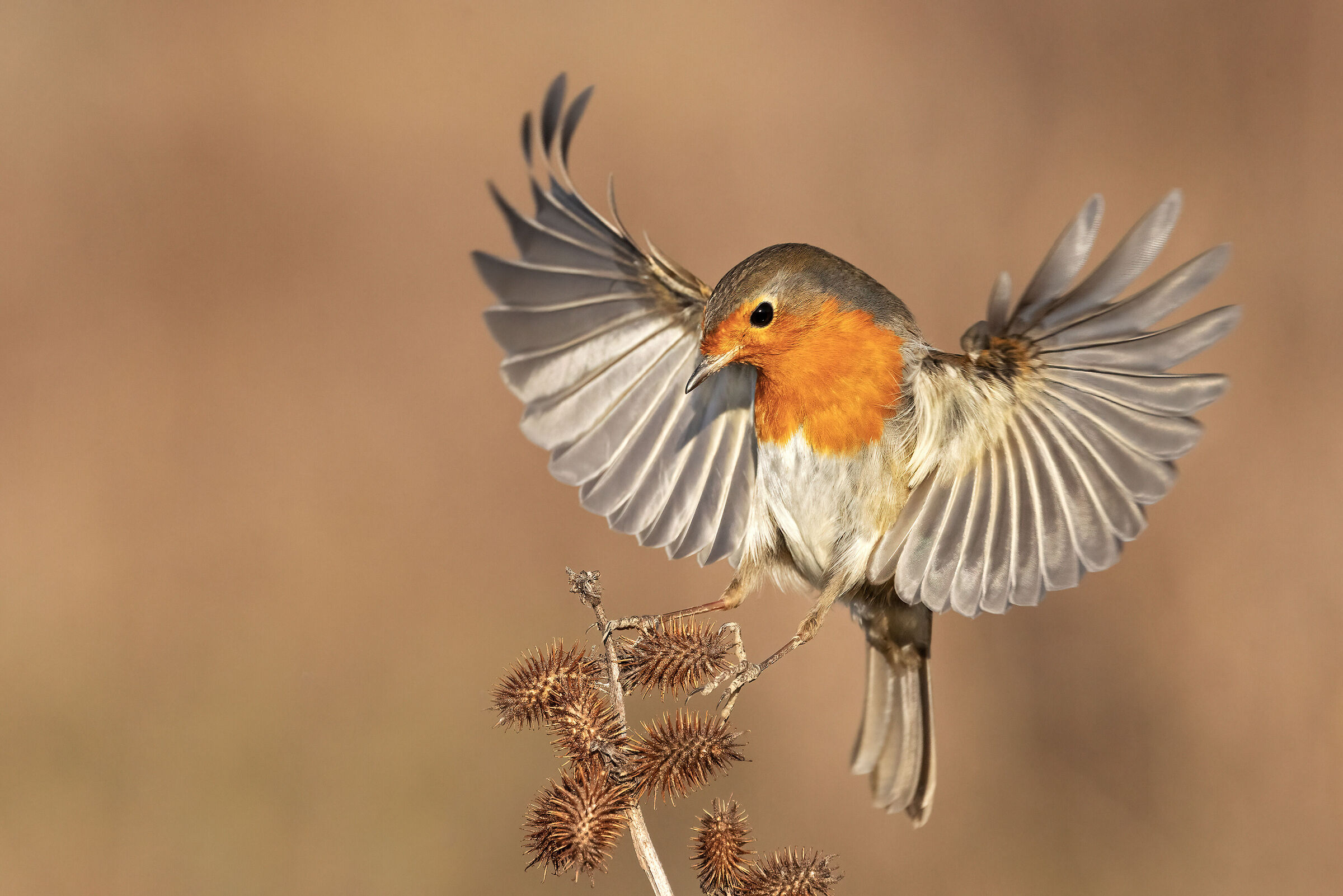 Robin