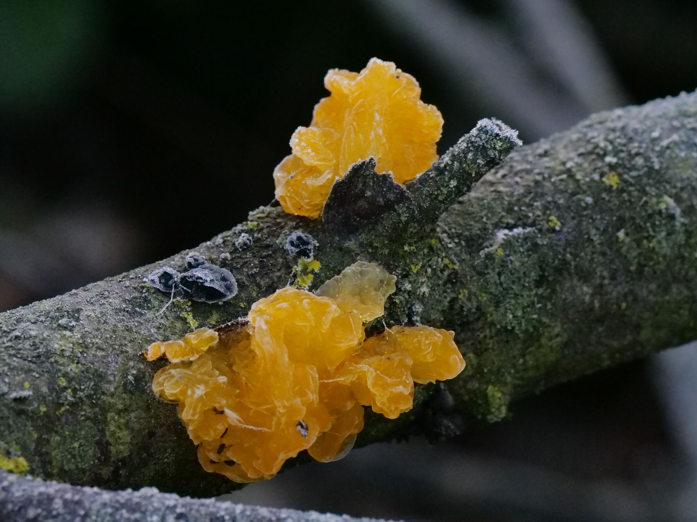 Tremella mesenteric at -1 °C