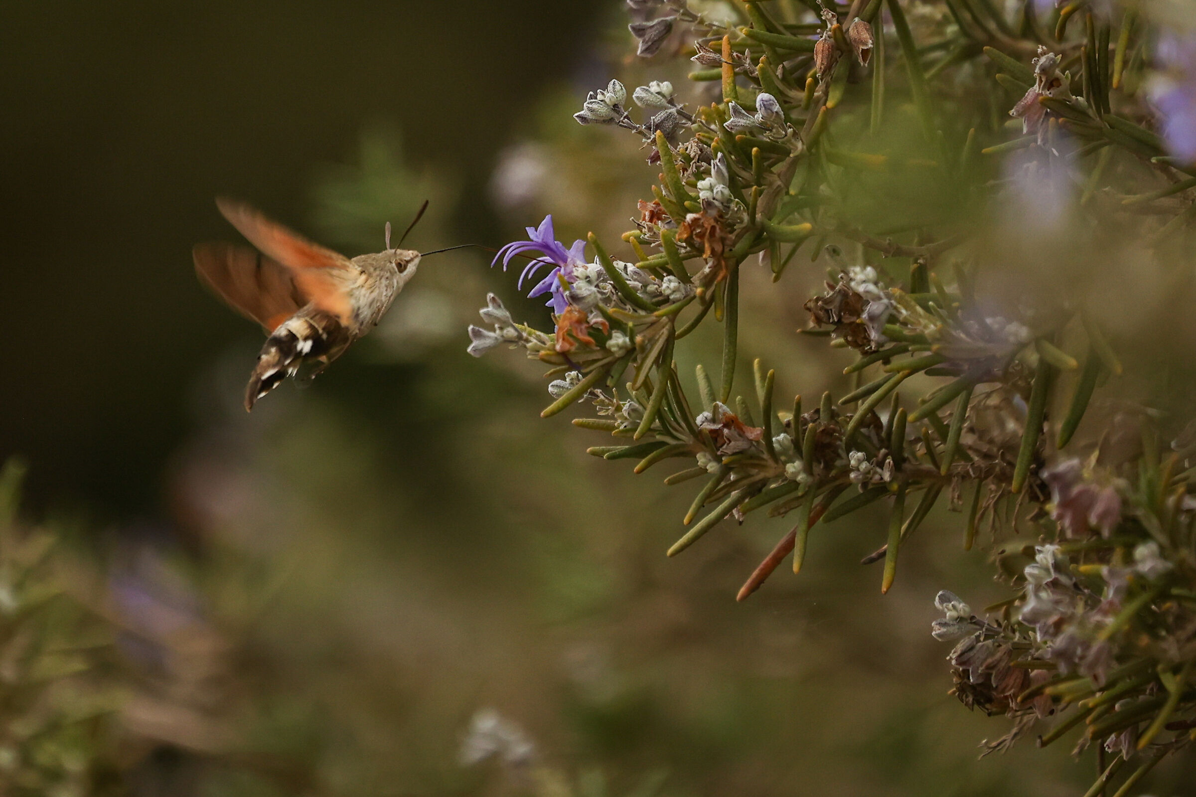 Hummingbird insect