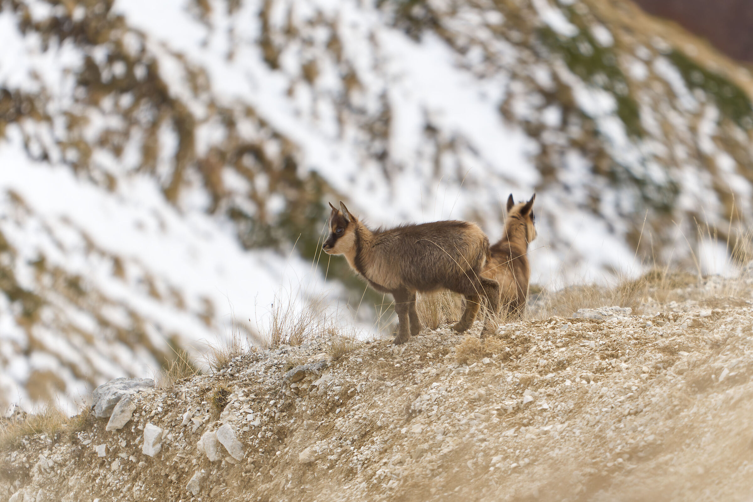 Little grow up