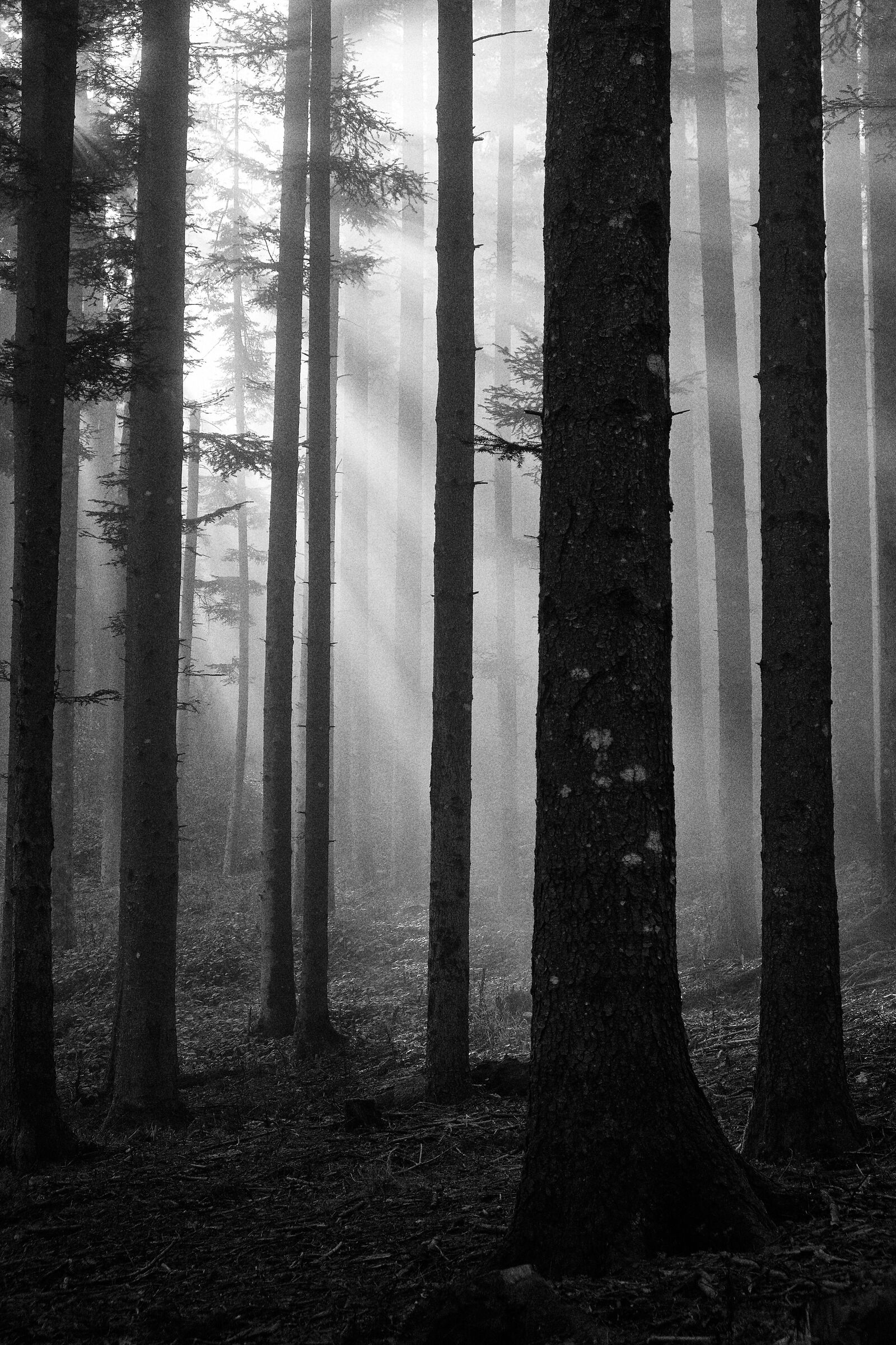 Light in the forest