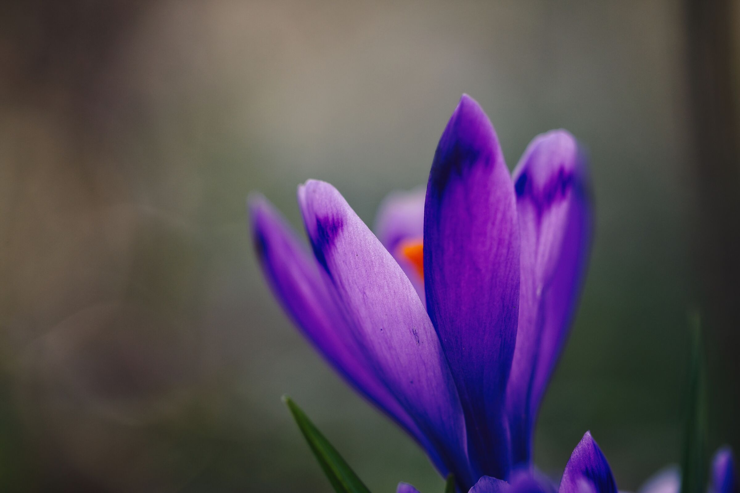 Purple crocus in the forest
