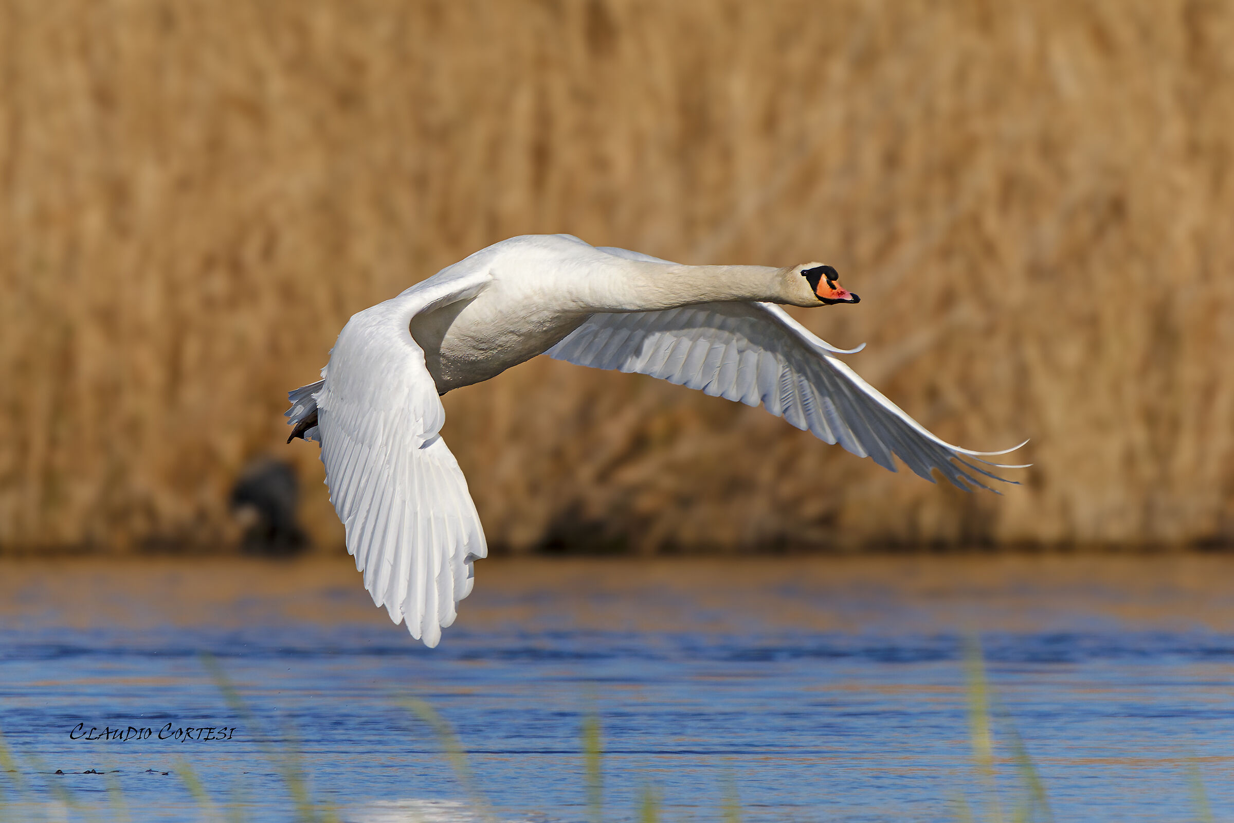 Mute swan