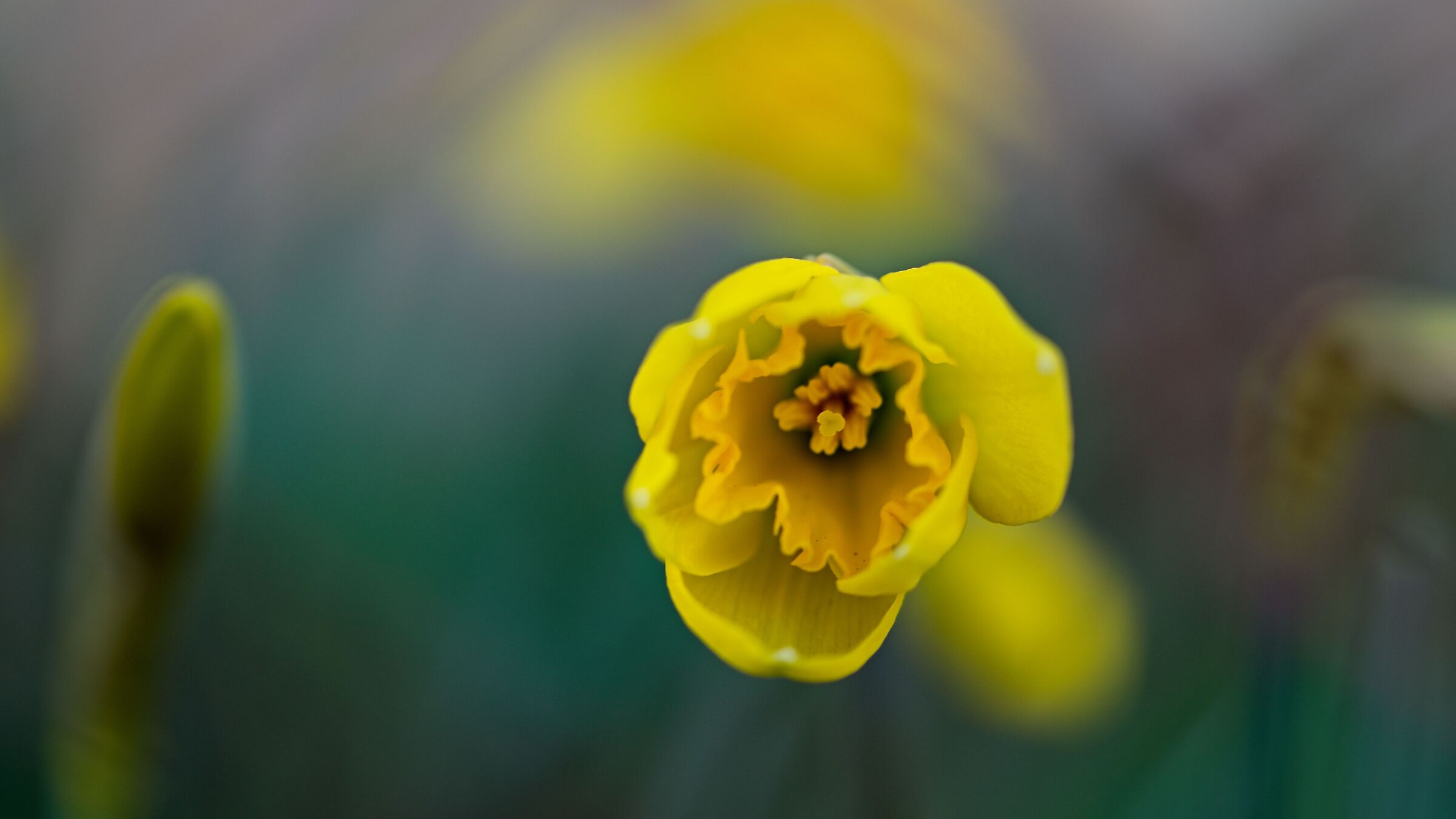 Pistil inside a yellow narcissus