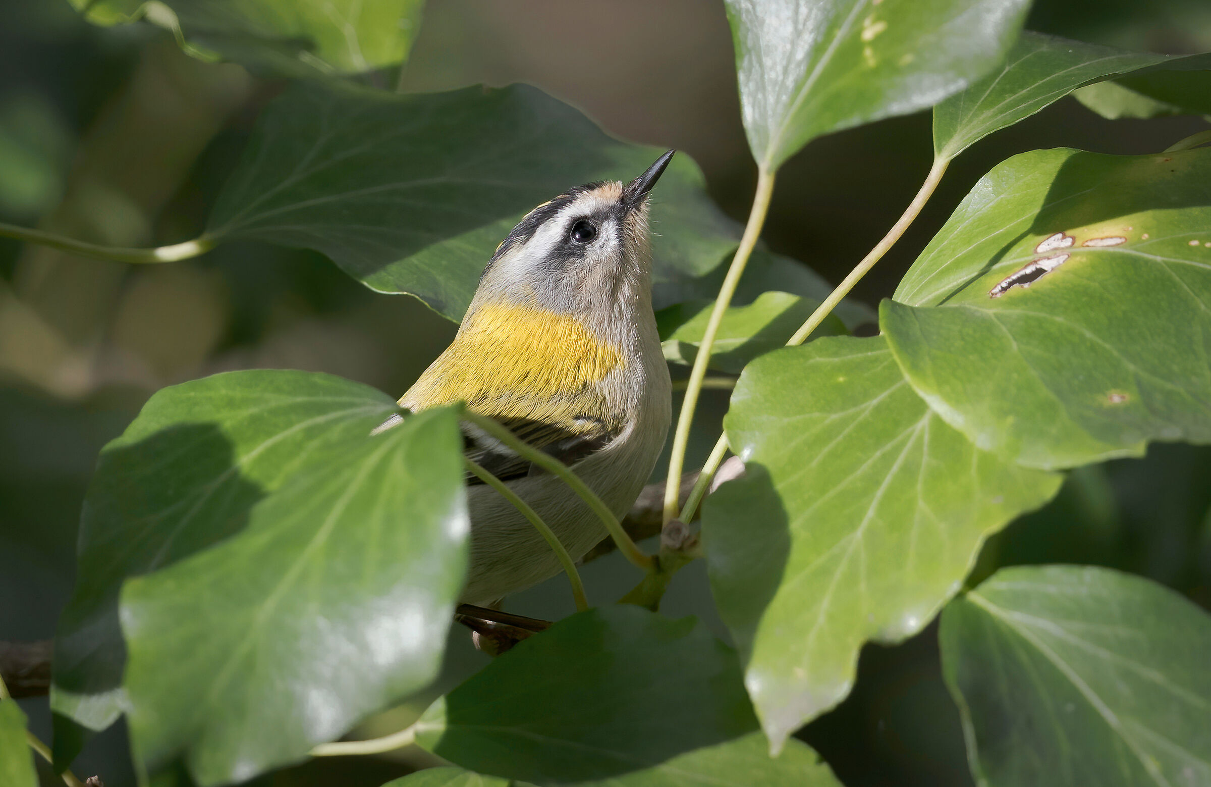 Firecrest