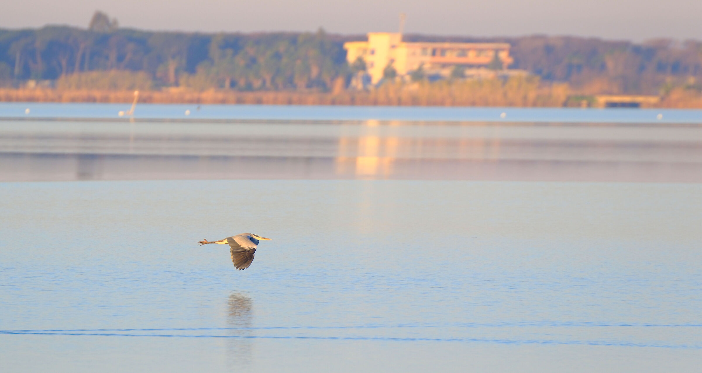 Grey Heron on Lake