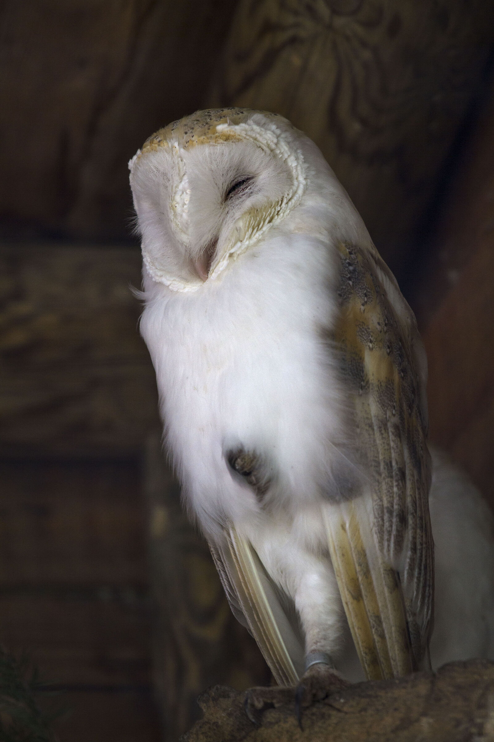 Barn Owl (Val D'Aosta)