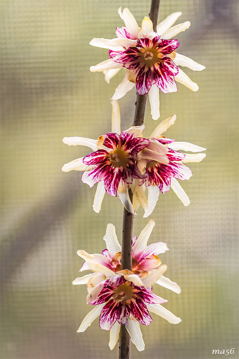 Calicanthus