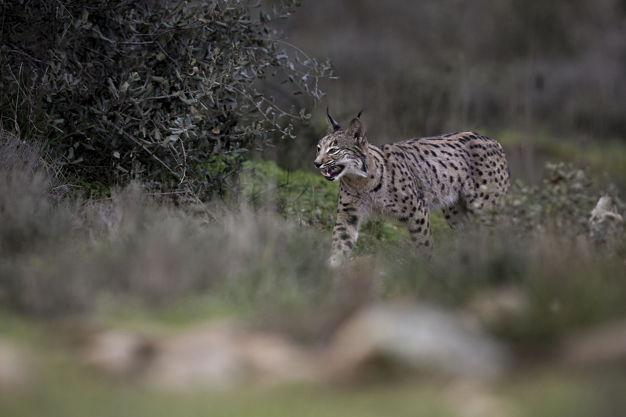 Cucciolo di Lince