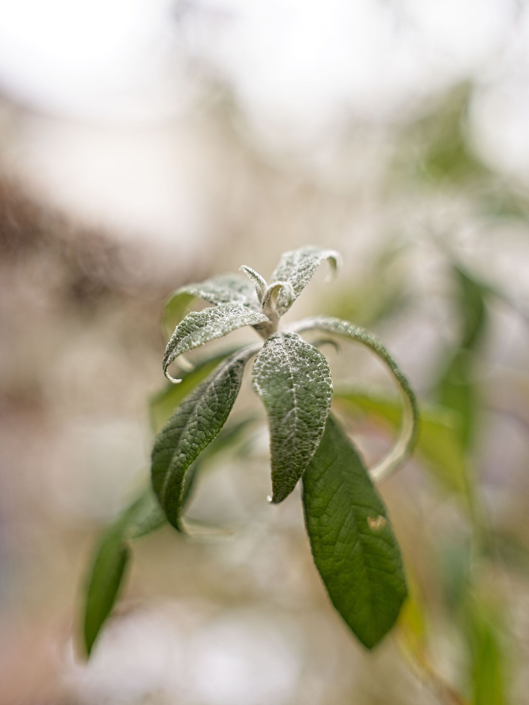 Winter bokeh