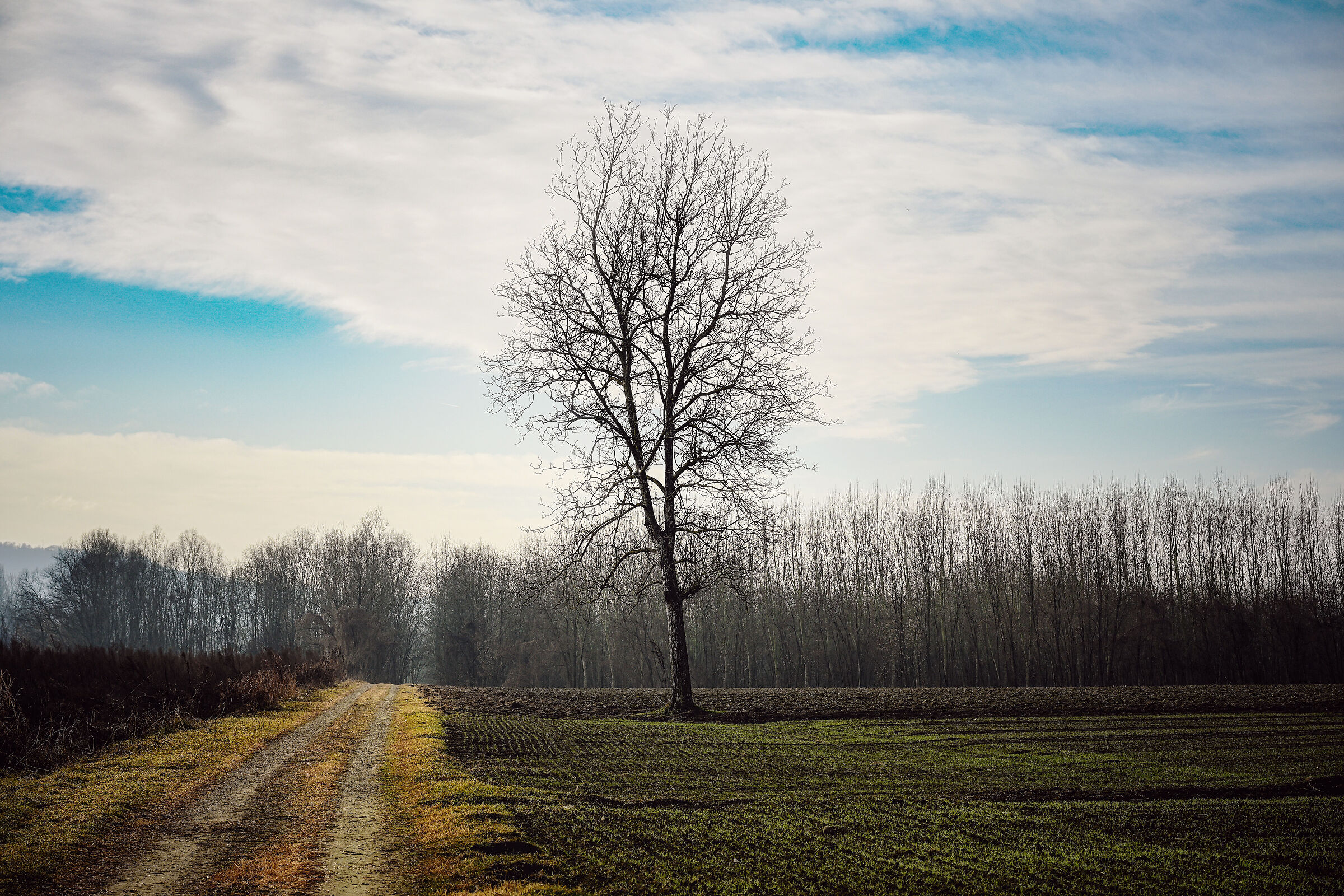 L'albero e la stradina