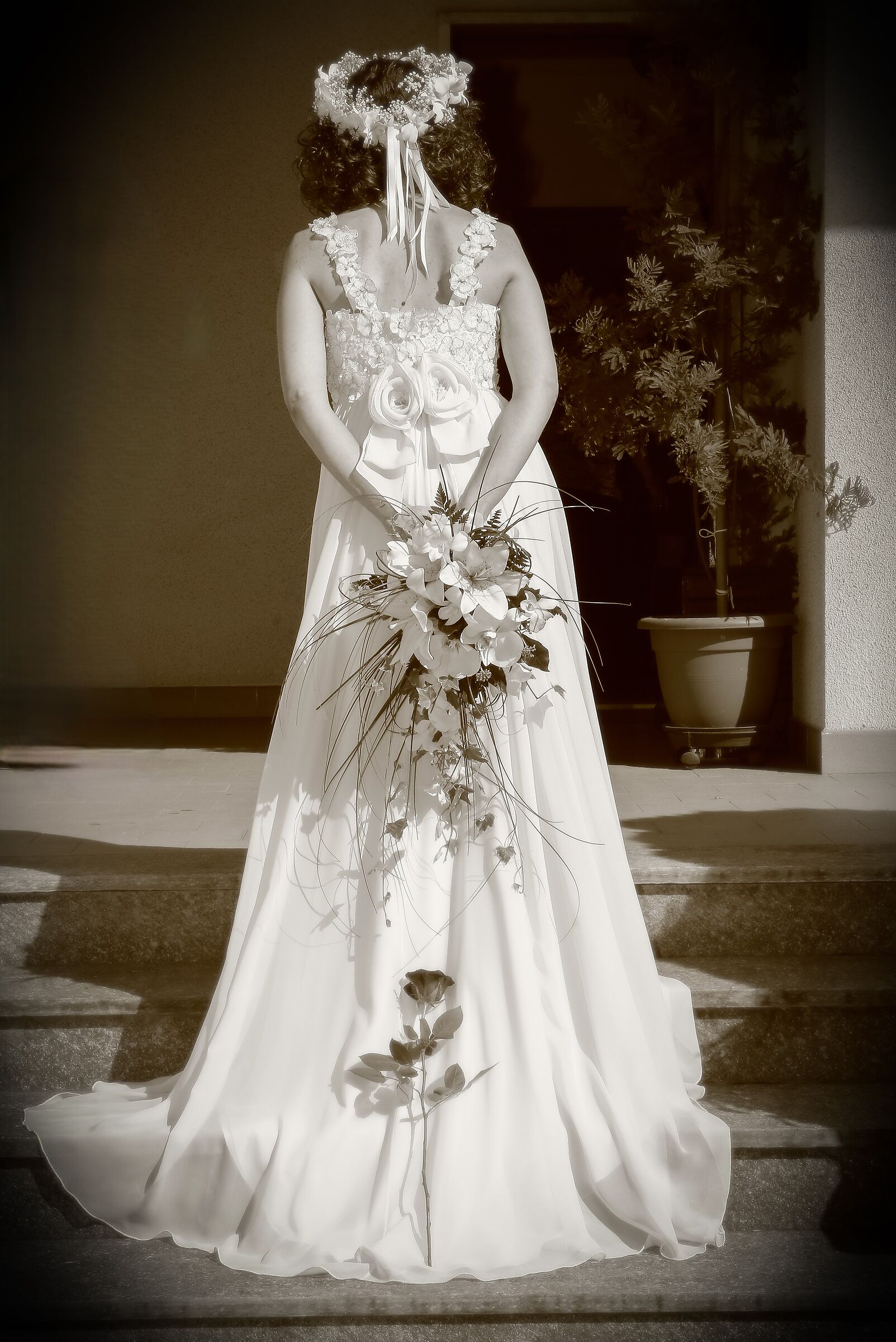 Rosa Arrampicante, o La Sposa