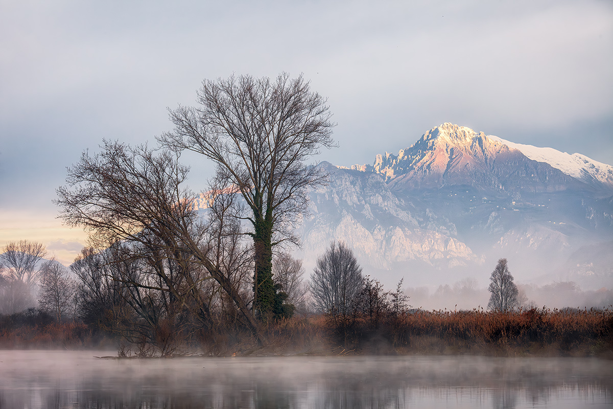 L'albero che non c'è