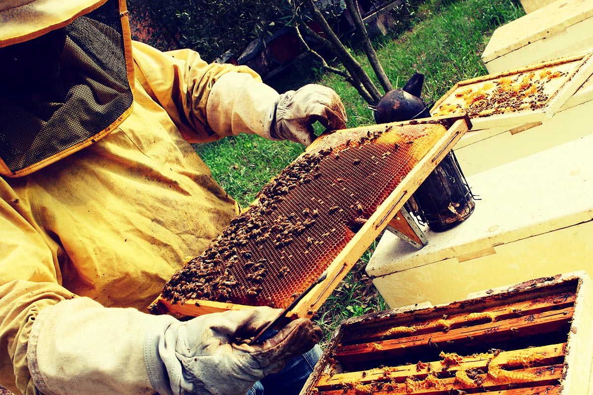 apicoltore al lavoro