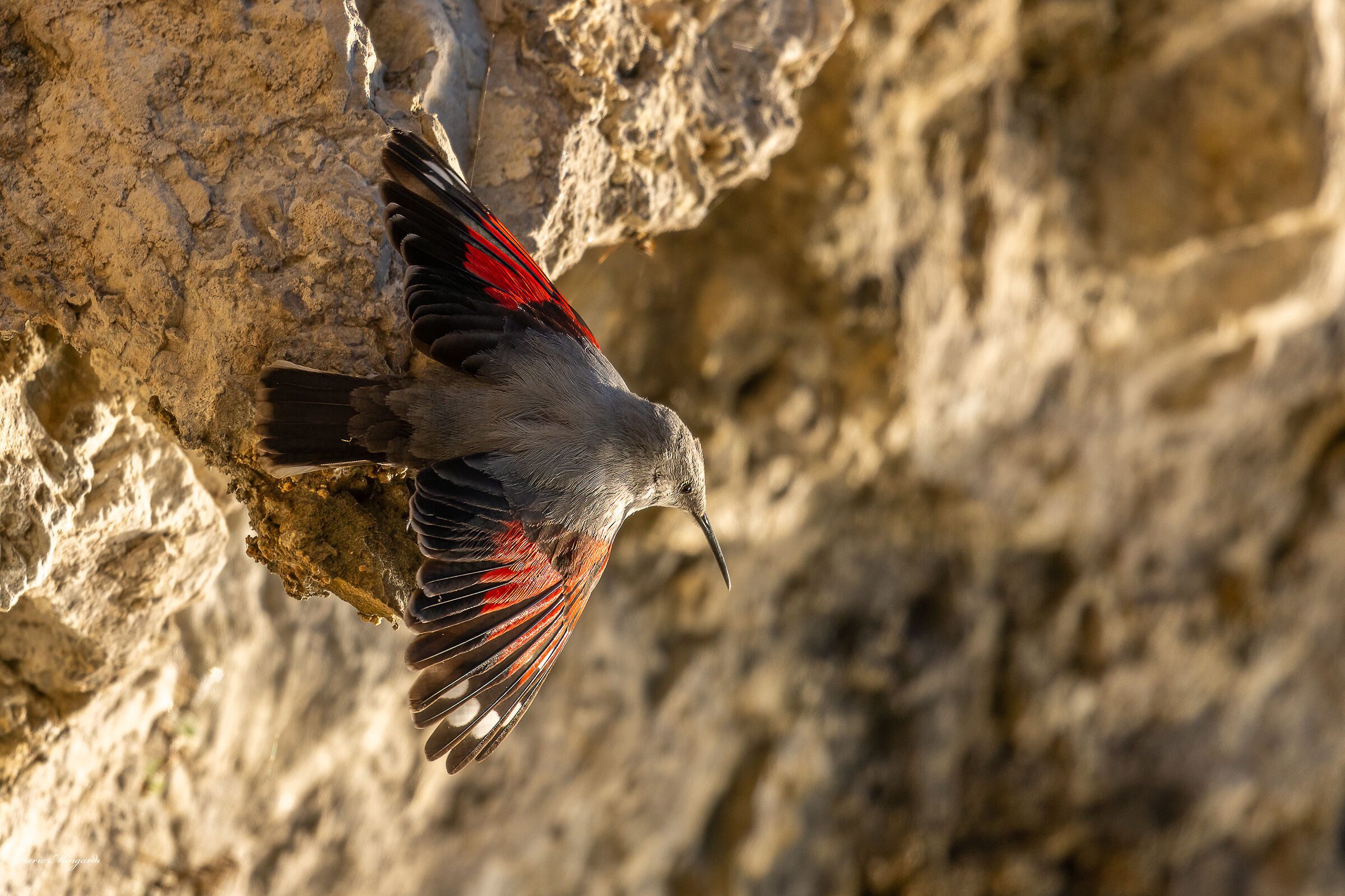 Picchio muraiolo  Tichodroma muraria