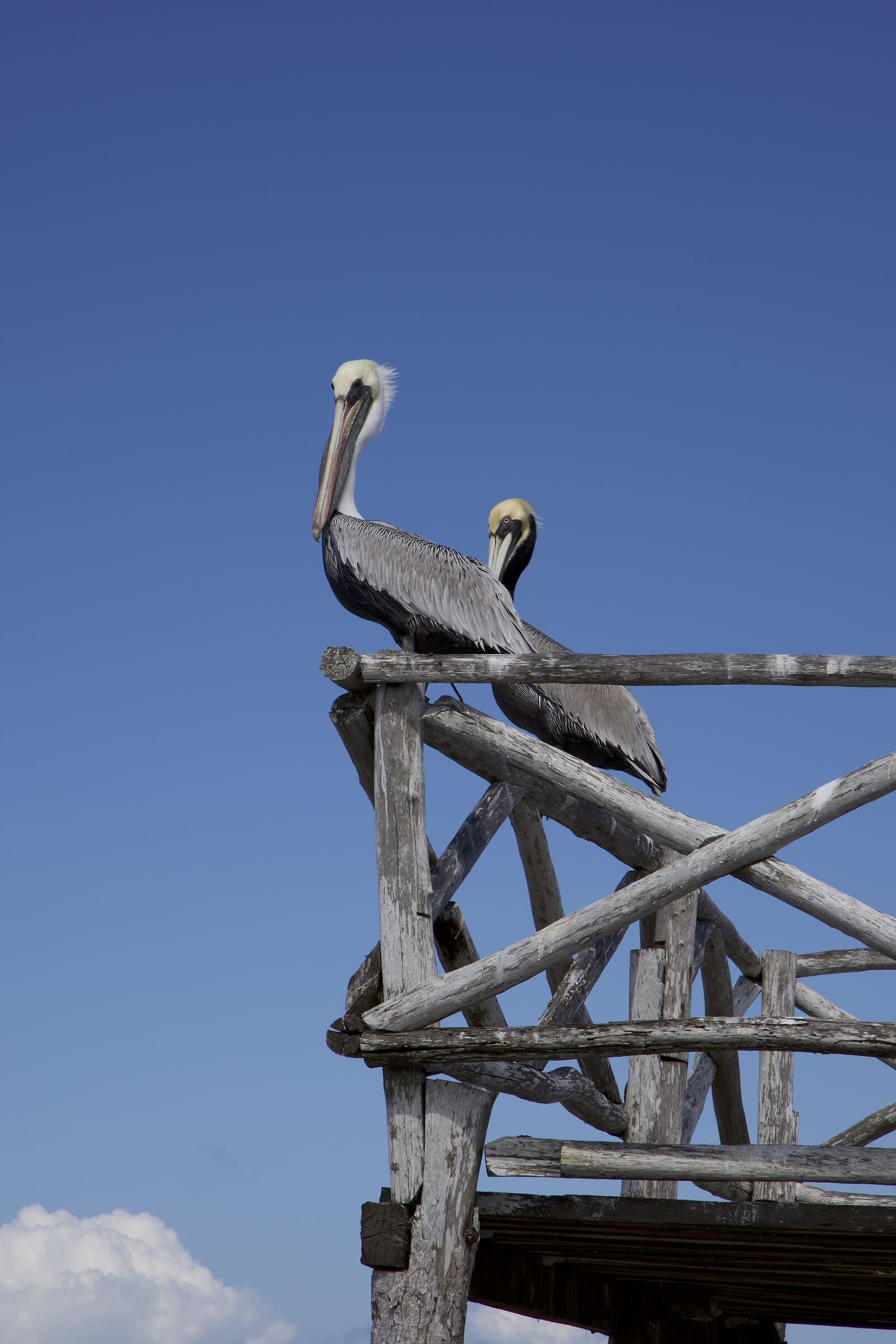 pelicans