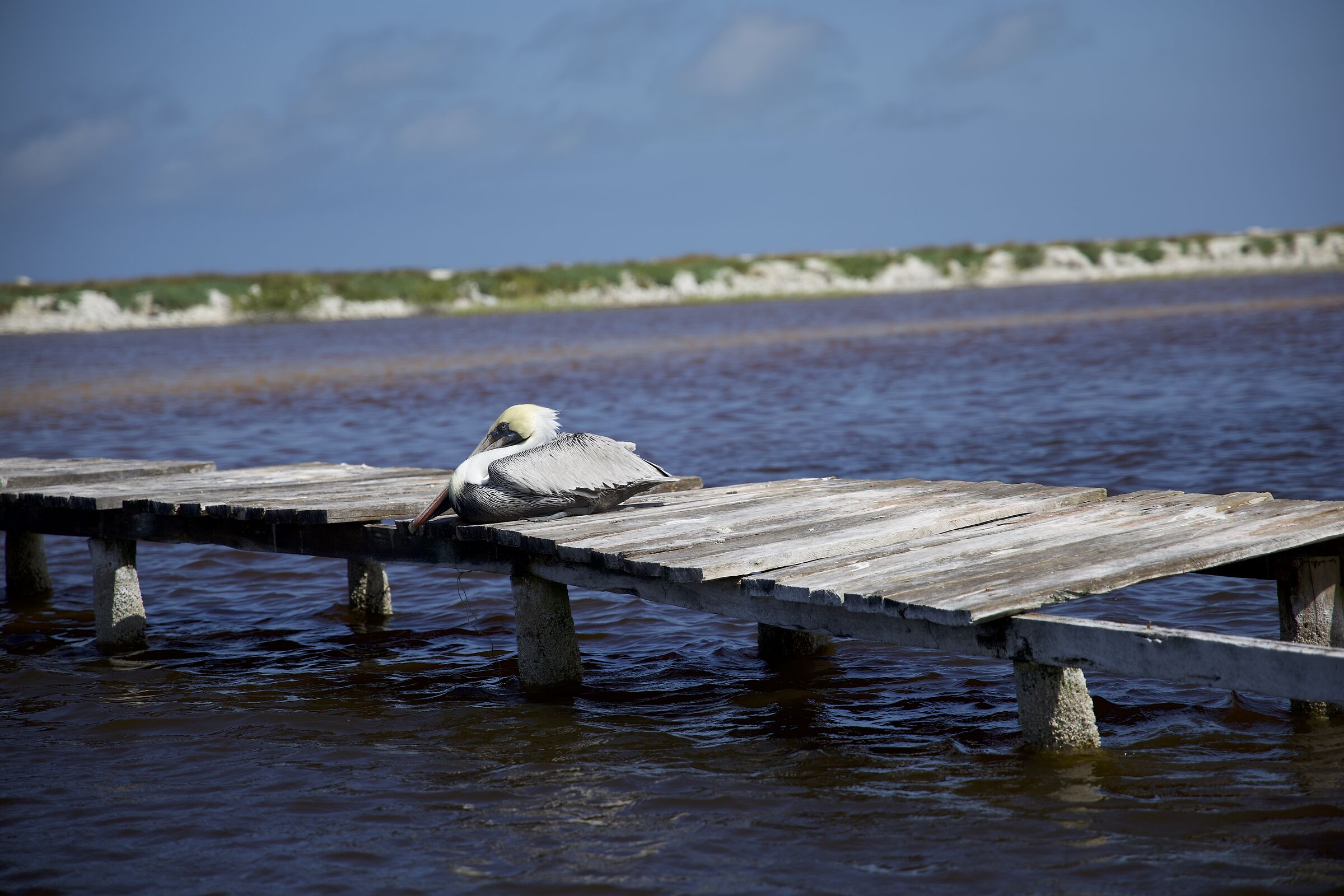 pelican