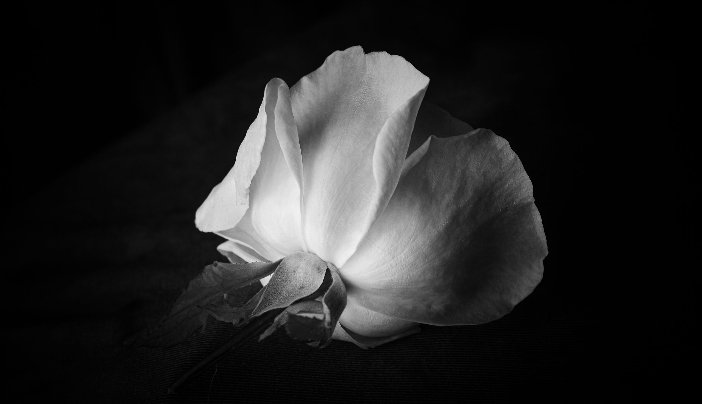 The rose and sin