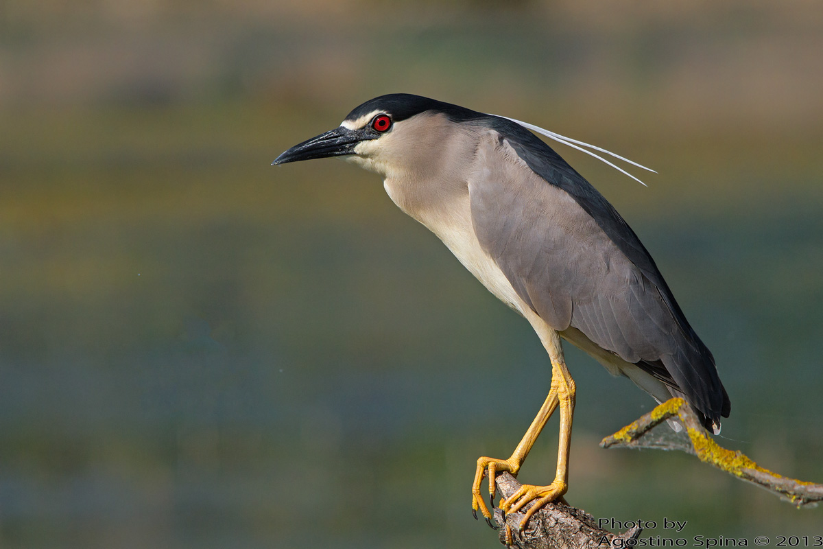 Aspettavo il martin e invece.....