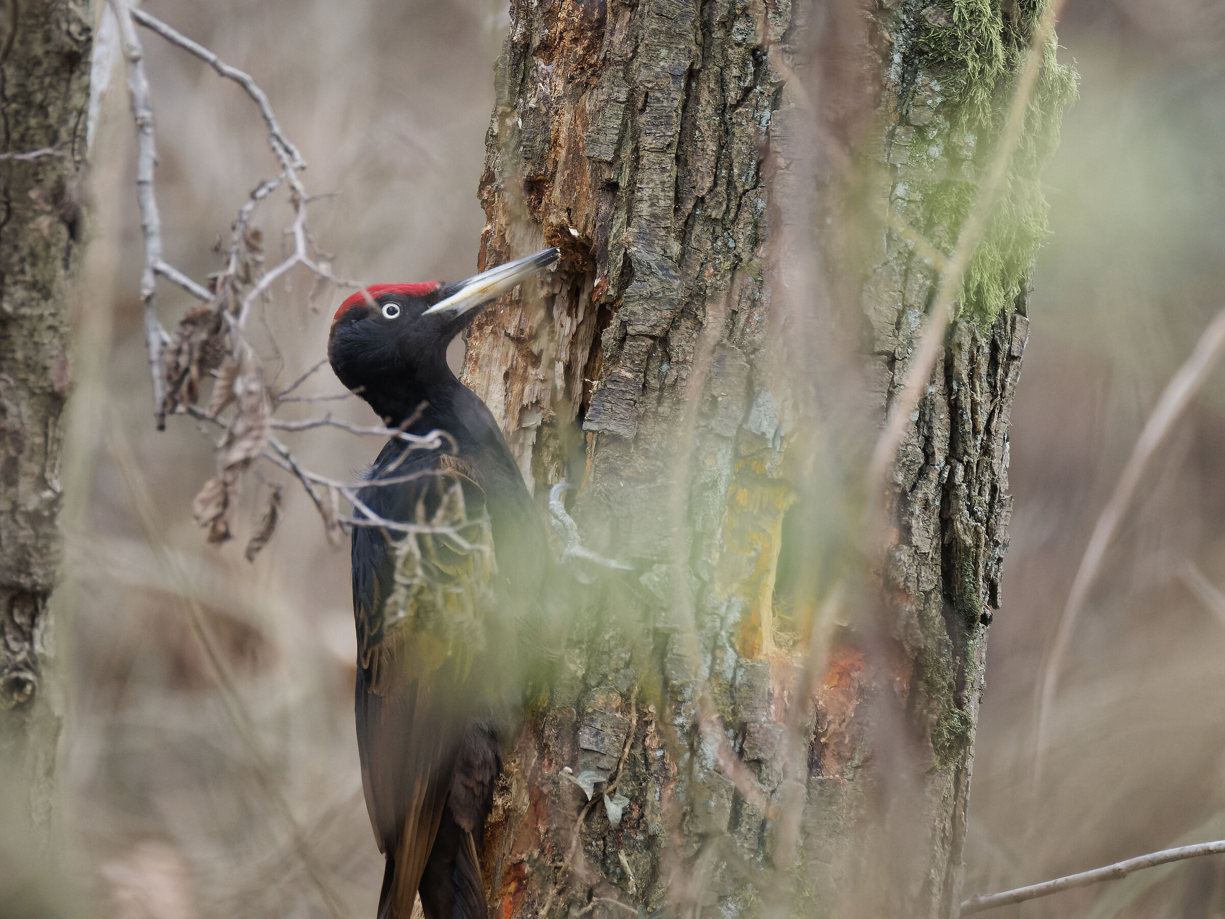Black woodpecker