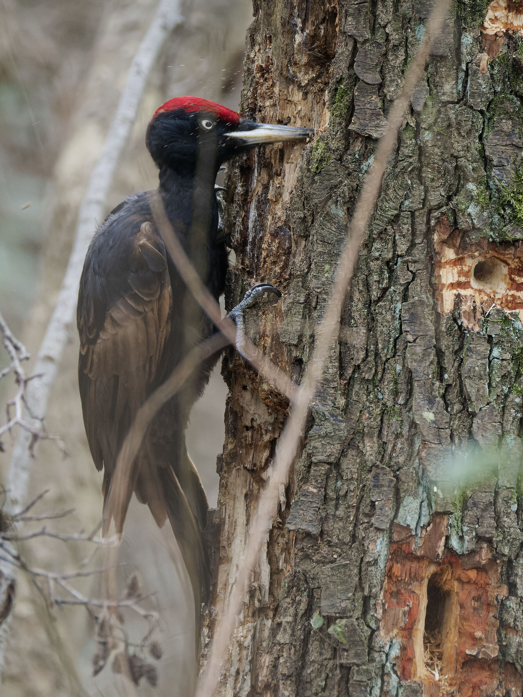 Black Woodpecker 2