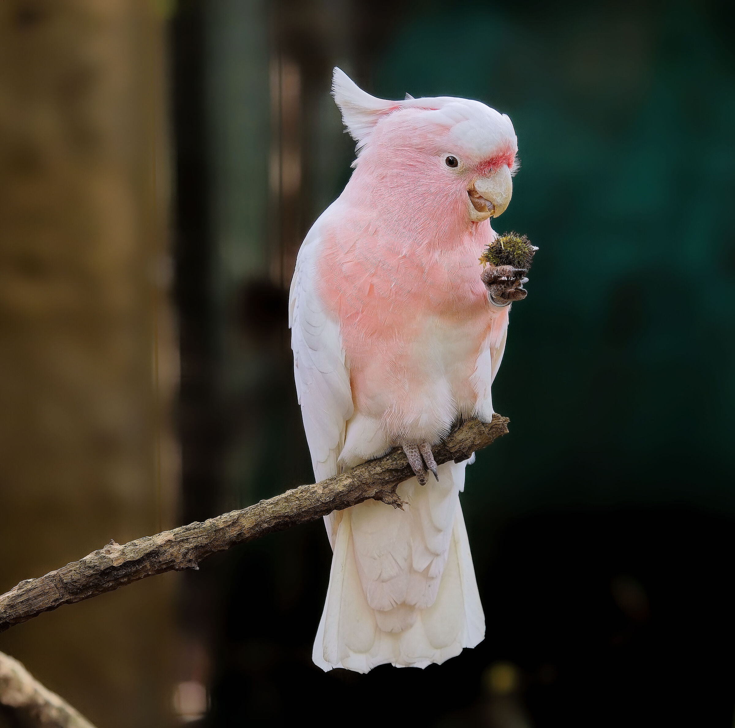 Cockatoo by Leadbeater